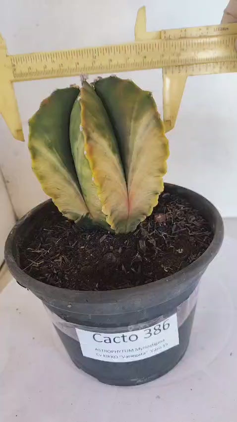 MATRIZ ASTROPHYTUM cv KIKKO "Variegata"  Nº 386 – vaso 15