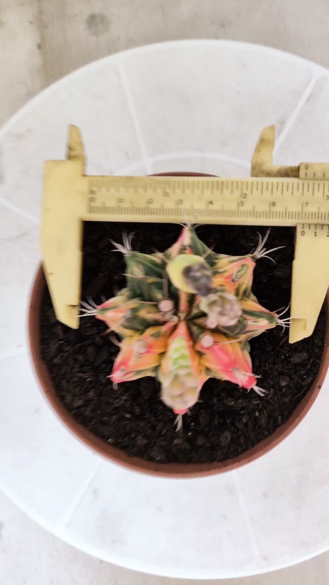 GYMNOCALYCIUM Mihanovichii Variegata Nº 1860 – vaso 11