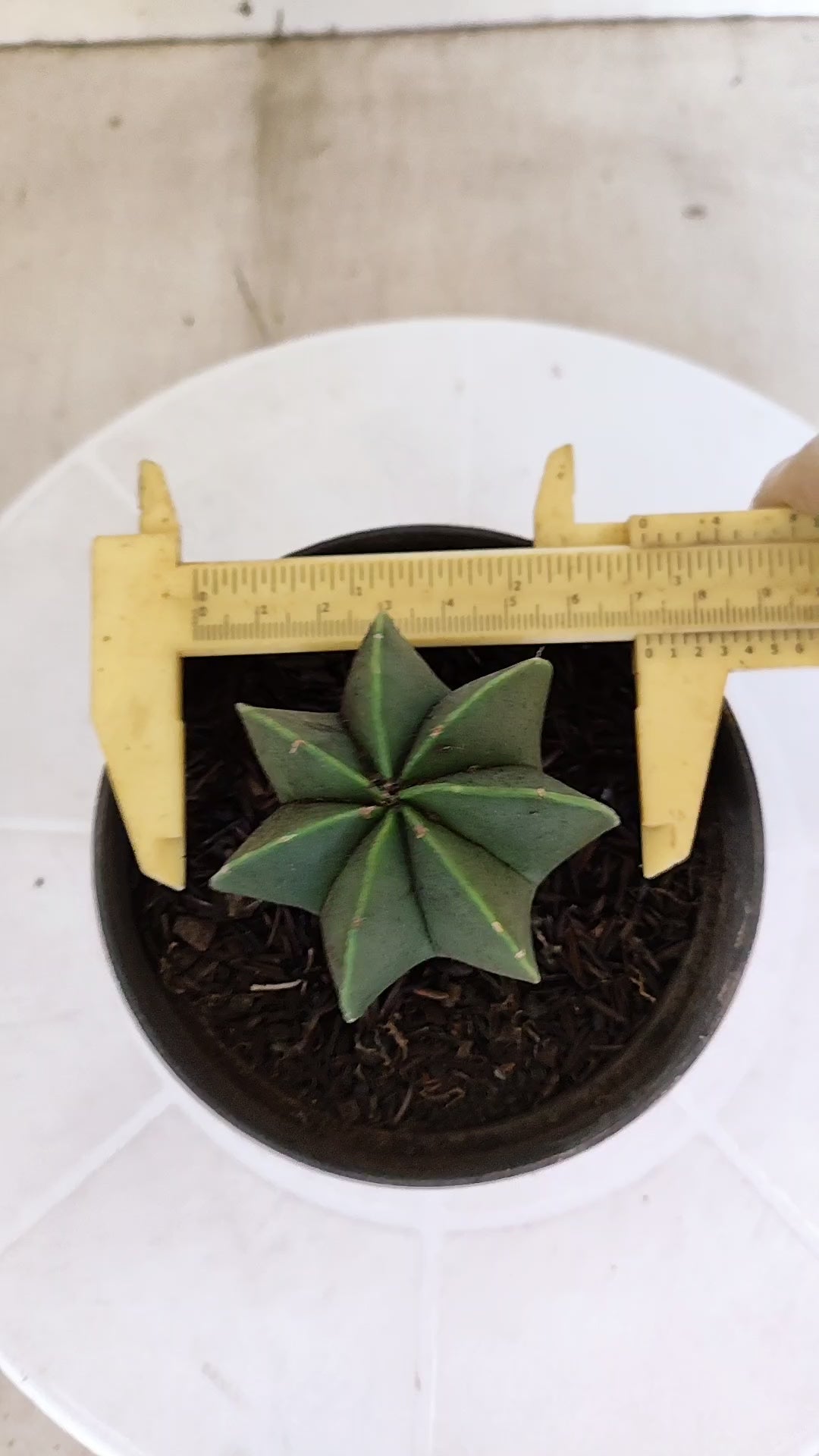 ASTROPHYTUM MYRIOSTIGMA "Multicostatum NUDUM" Nº 1161 – vaso 11