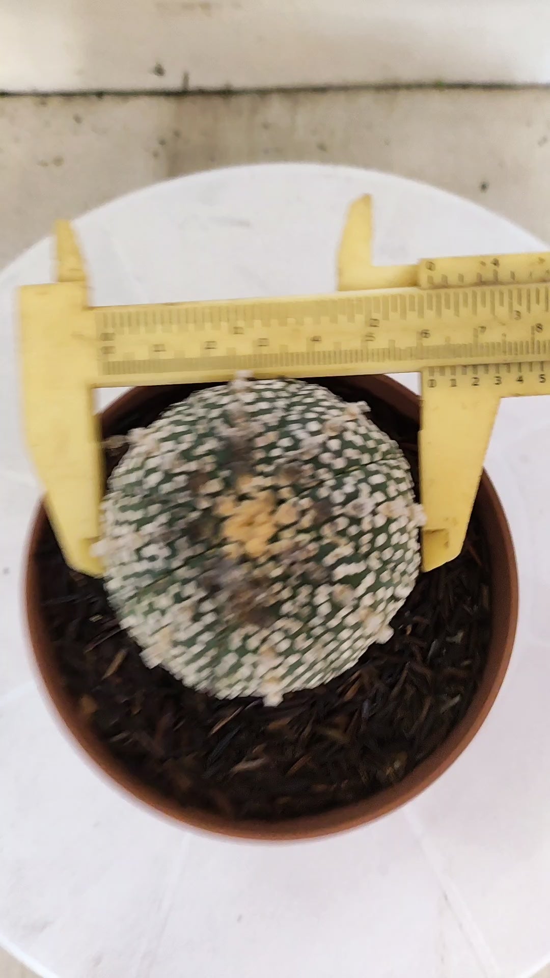 ASTROPHYTUM ASTERIAS "SUPER KABUTO"  Nº 1083 – vaso 11