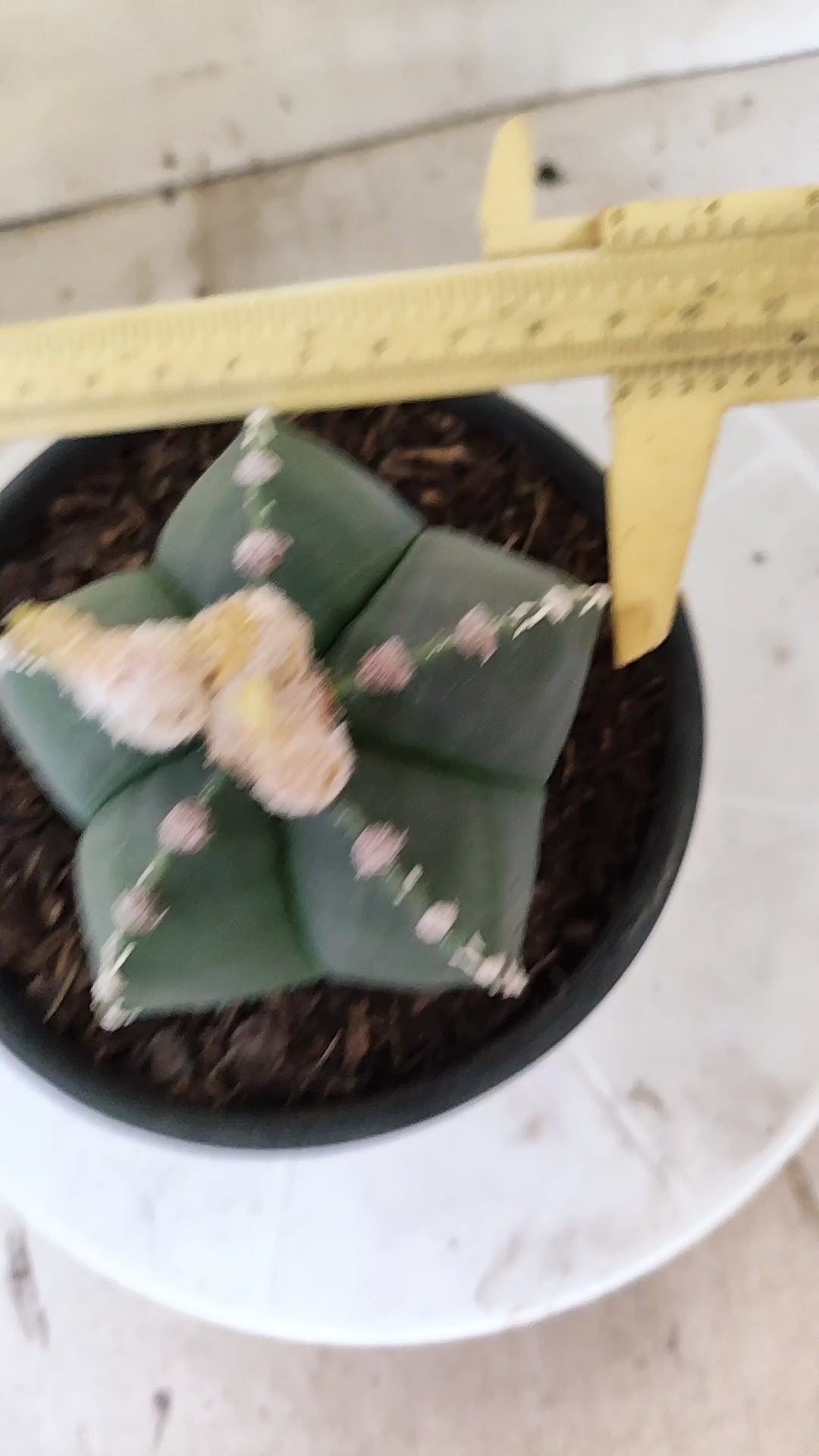 ASTROPHYTUM MYRIOSTIGMA "HAKUJO" Nº 1213 – vaso 15