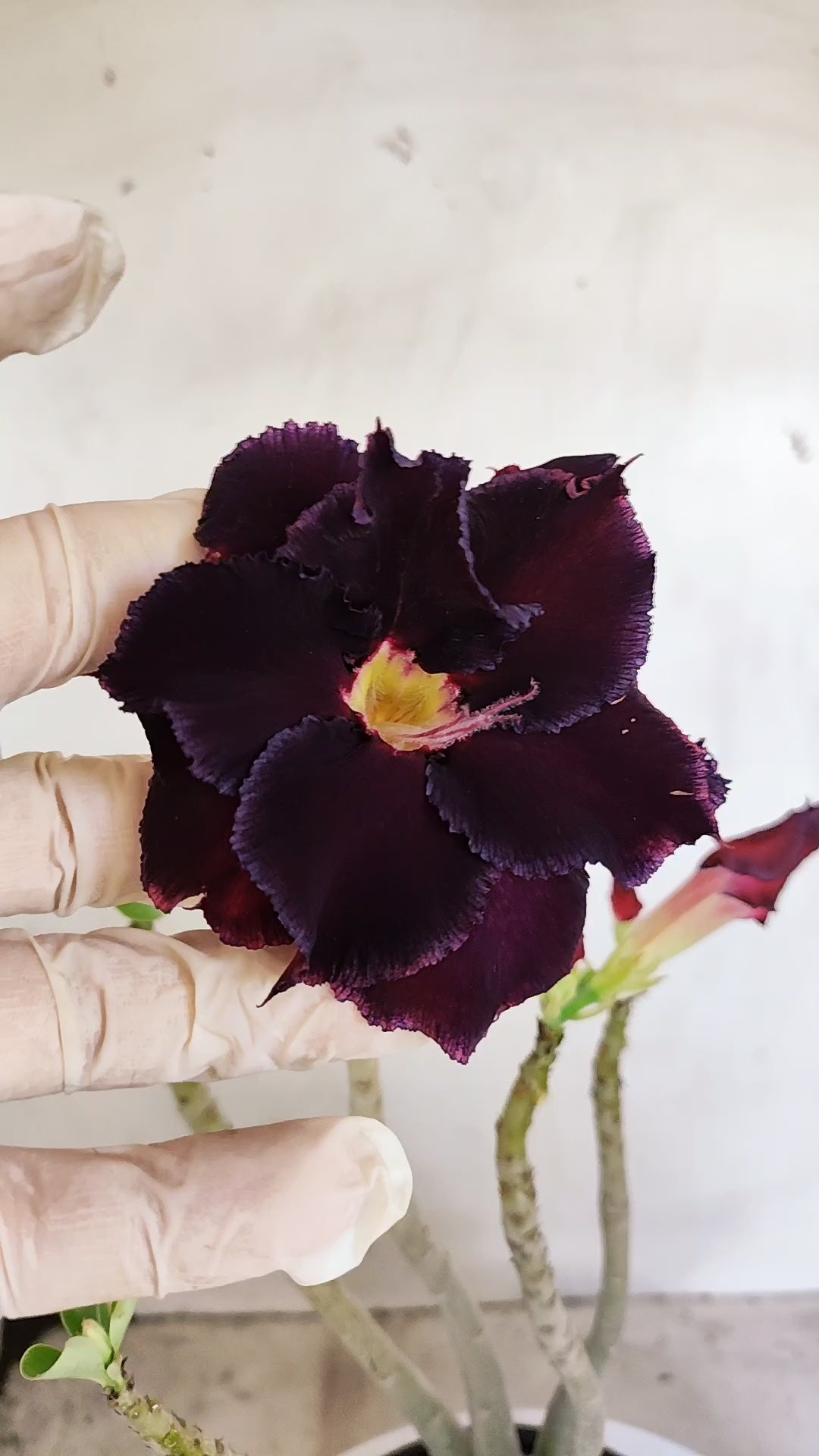 Planta Dobrada 3994 – 35cm – 03 anos