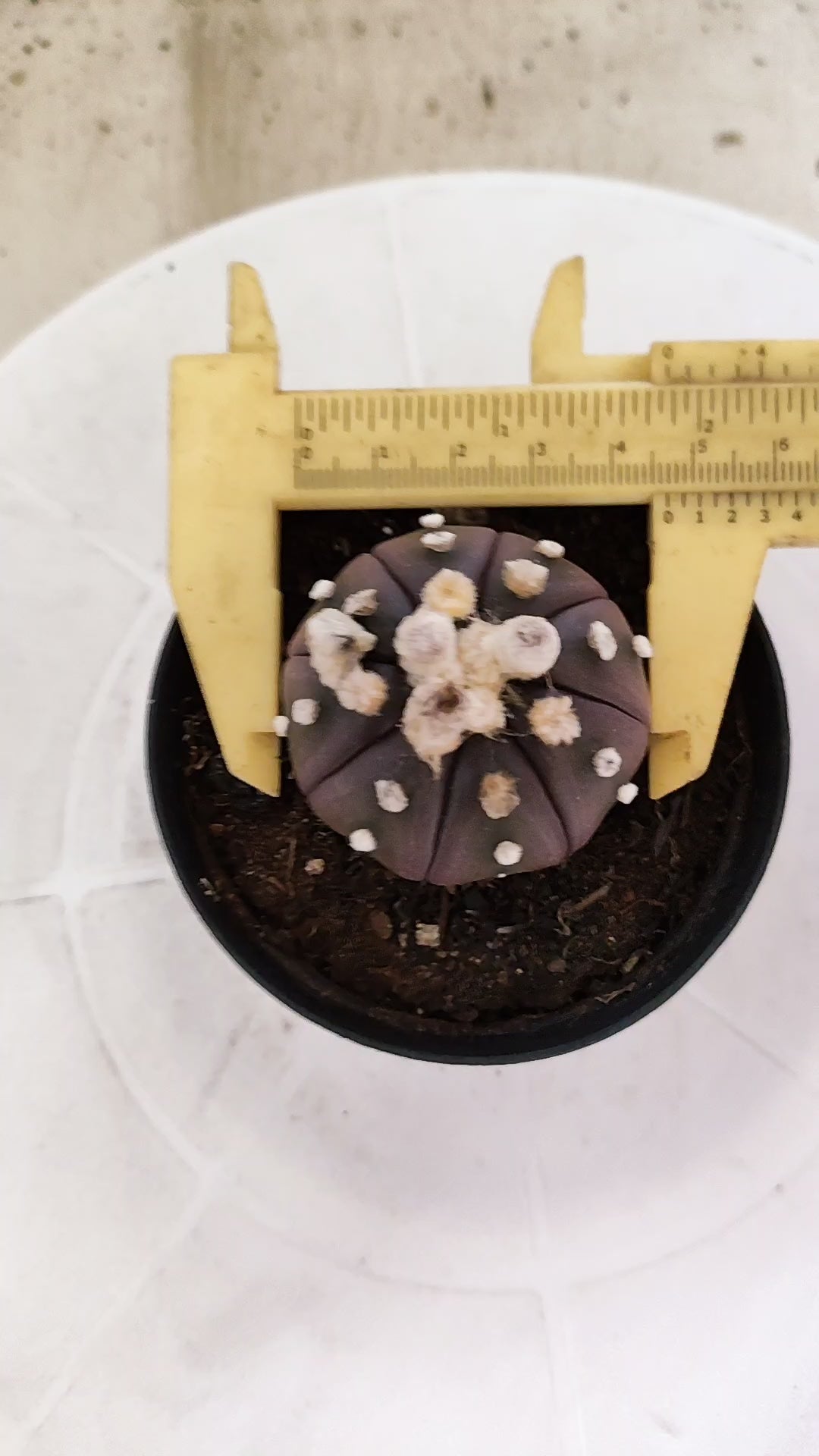 ASTROPHYTUM ASTERIAS “Purple”  Nº 1252 – vaso 09