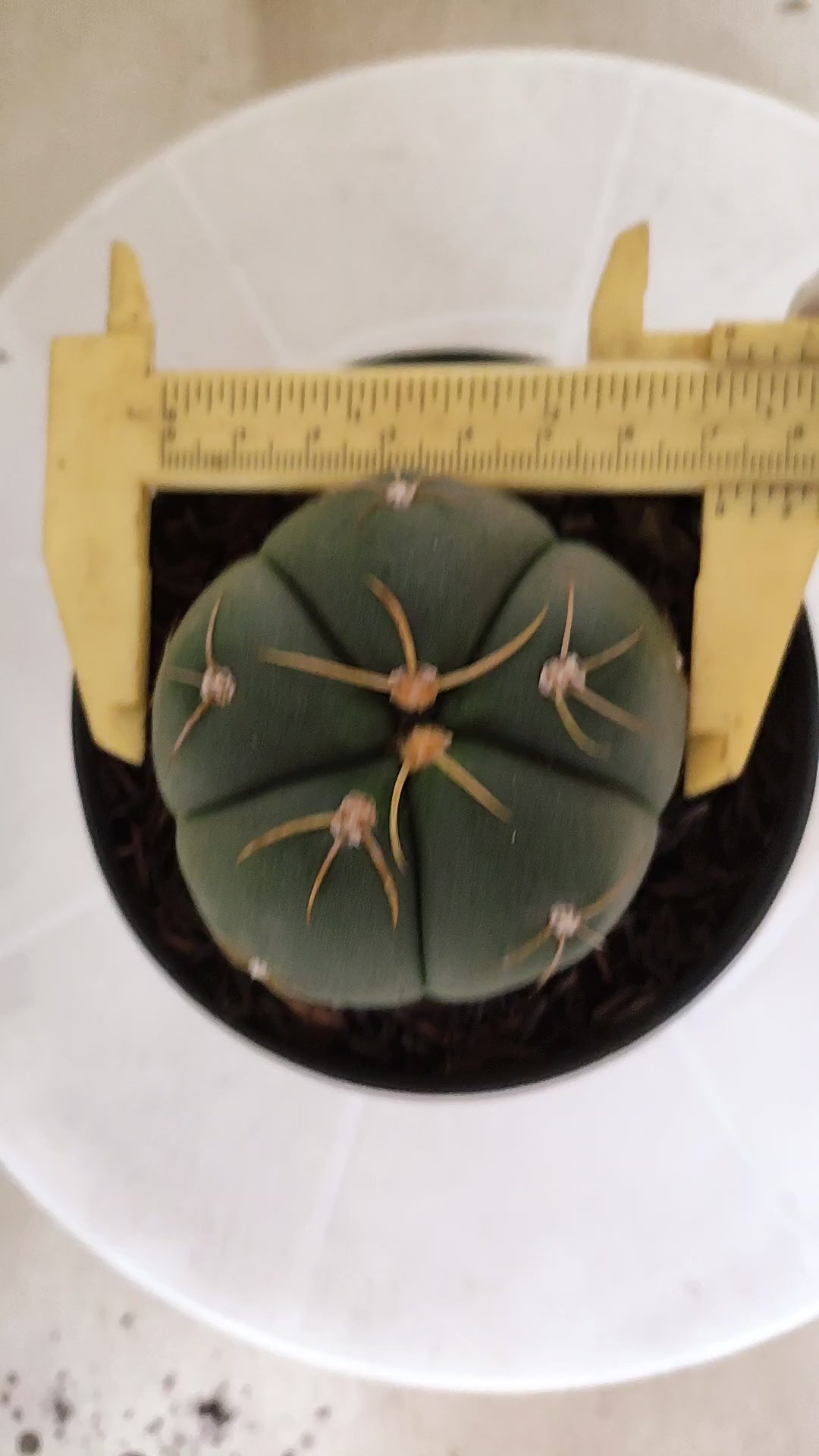 GYMNOCALYCIUM HORSTII Nº 576 – vaso 11