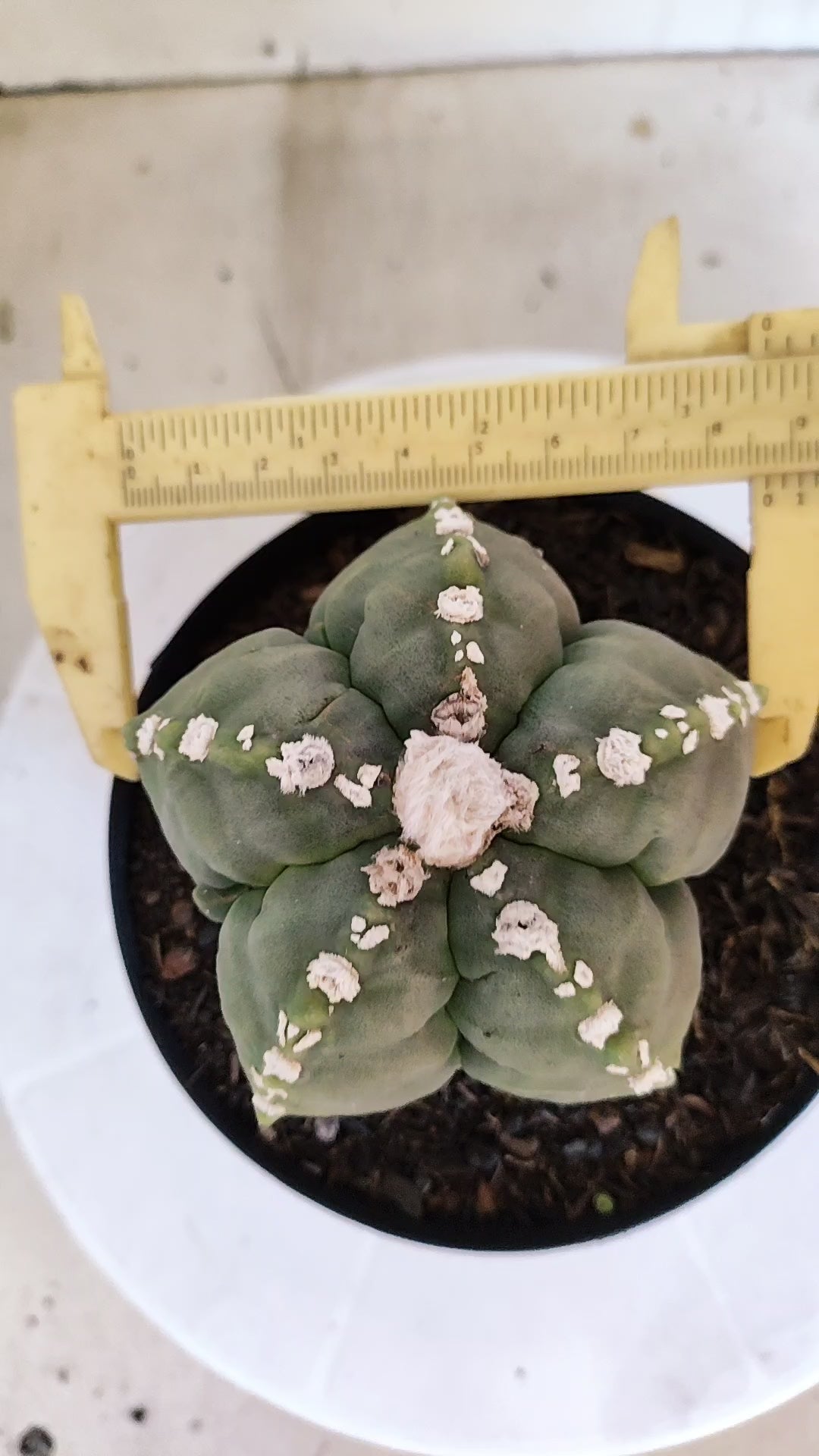 MATRIZ ASTROPHYTUM cv KIKKO   Nº 1070 – vaso 15