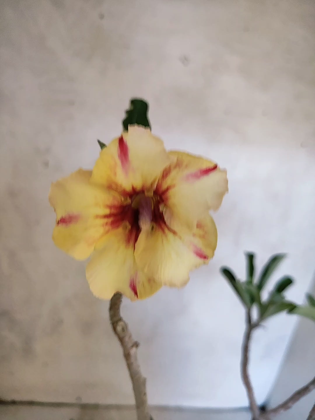 Planta Simples 3507 – 35cm – 03 anos