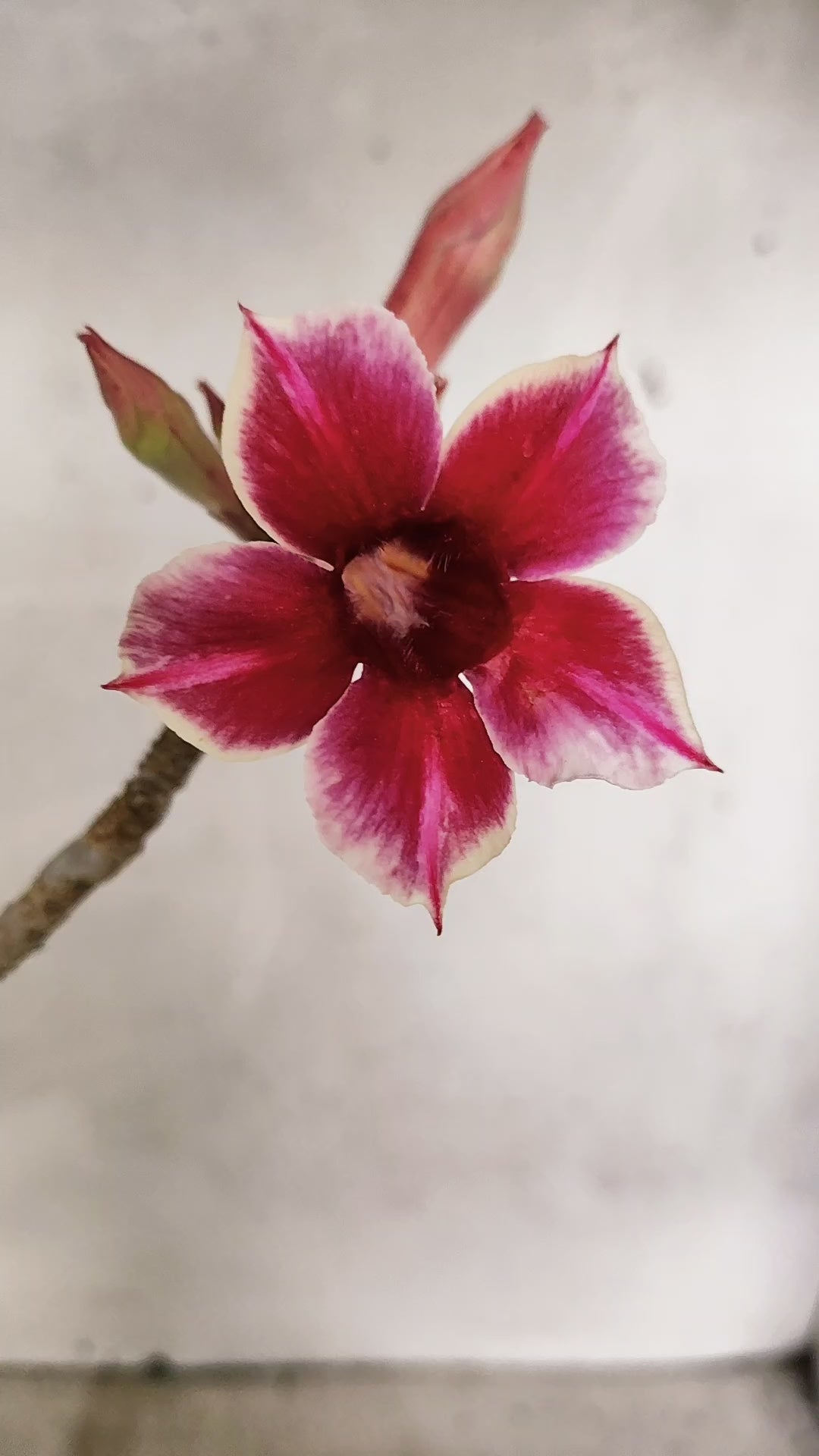 Planta Simples 3587 – 35cm – 03 anos