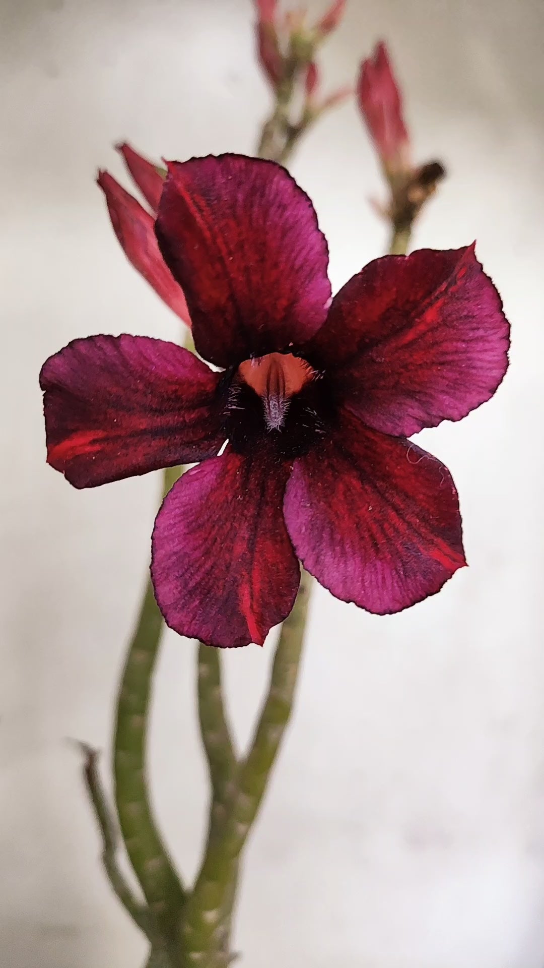 Planta Simples 3585 – 30cm – 02 anos