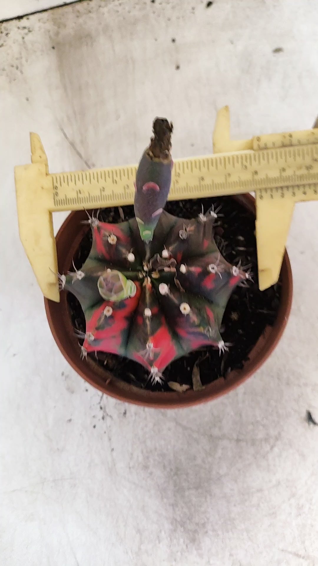 GYMNOCALYCIUM Mihanovichii "Variegata" Nº 706 – vaso 11