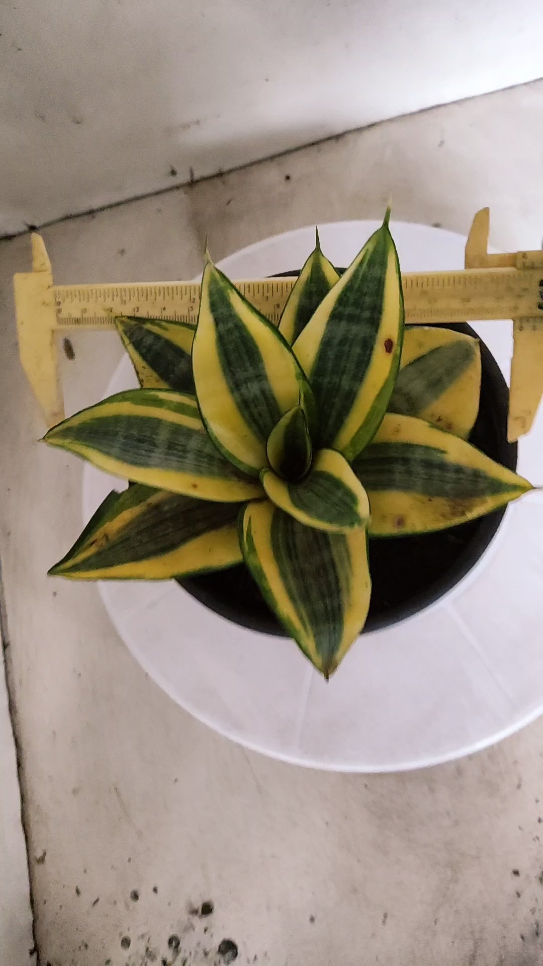Suculenta Sansevieria trifasciata 'Golden Hahnii' N° 21 - Vaso 15
