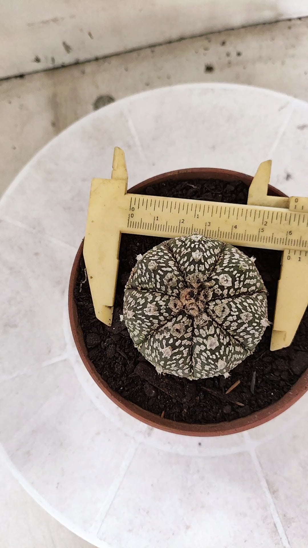 ASTROPHYTUM ASTERIAS SUPER KABUTO  Nº 1818 - vaso 11