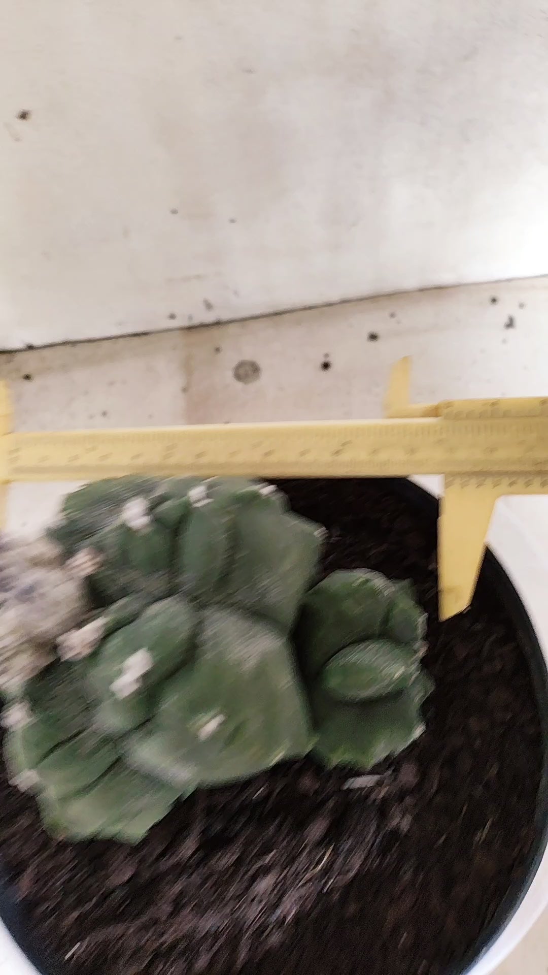 MATRIZ ASTROPHYTUM cv KIKKO "BICÉFALO Hakkun"  Nº 808 – vaso 17