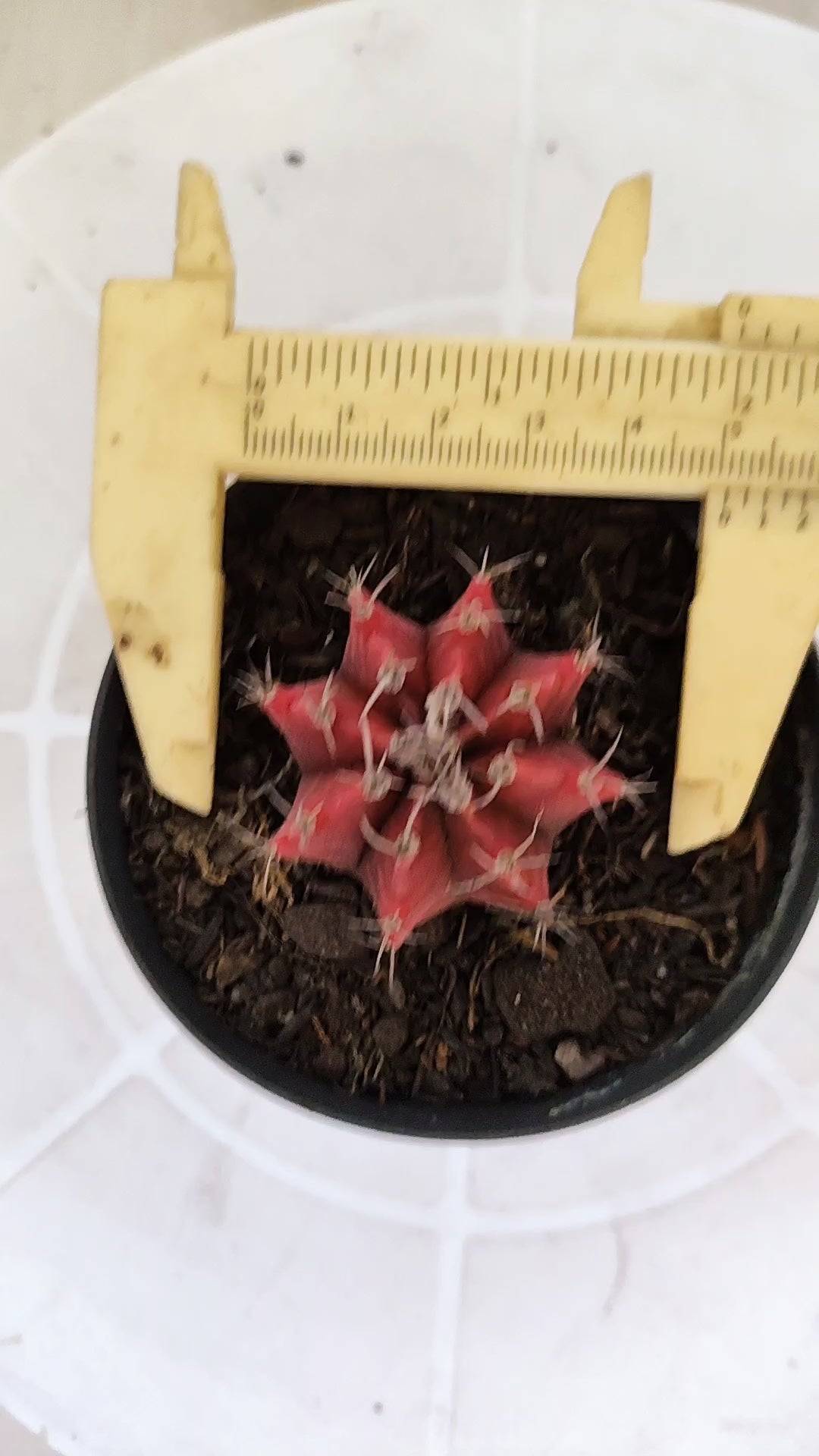 Matriz GYMNOCALYCIUM Mihanovichii Variegata Nº 1663 – vaso 09