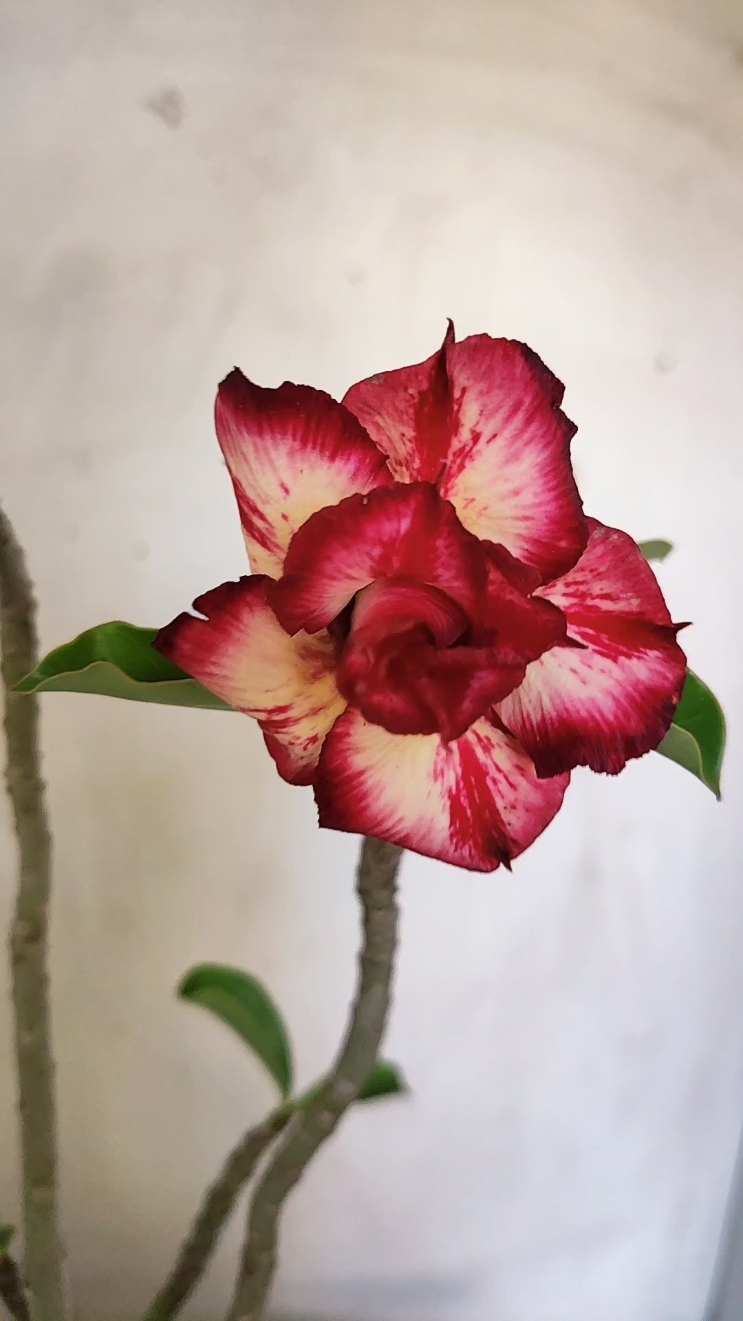 Planta Dobrada 4001 – 30cm – 03 anos - Vaso 15