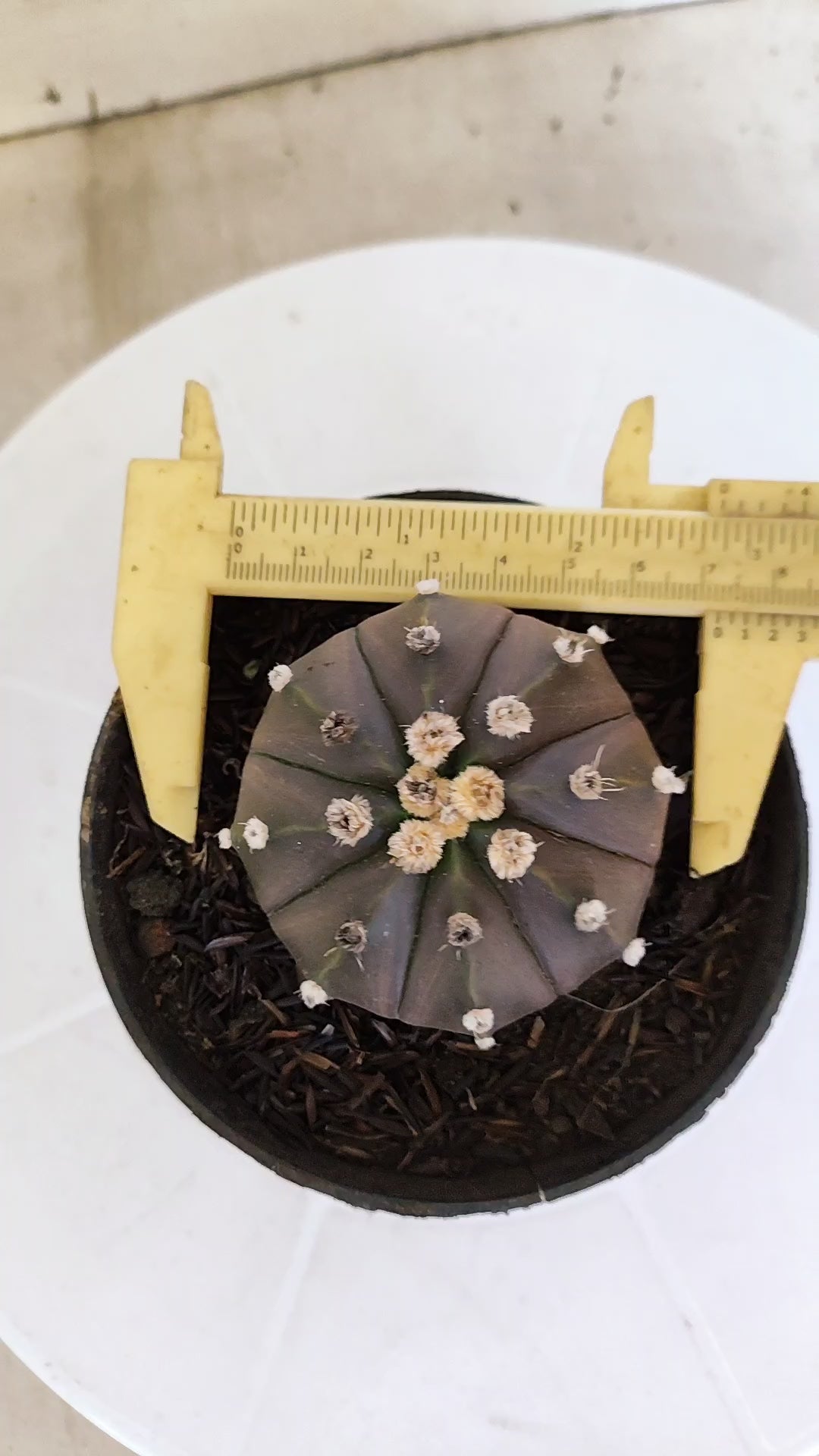 ASTROPHYTUM ASTERIAS “Purple”  Nº 1213 – vaso 11