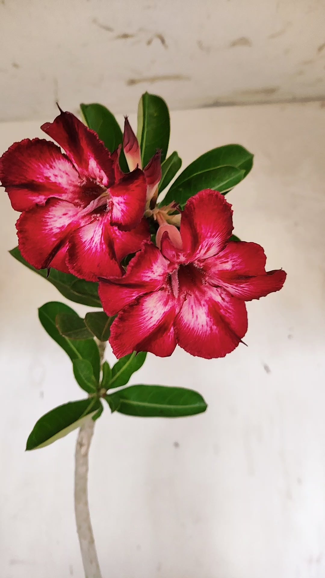 Planta Simples 3541 – 35cm – 03 anos