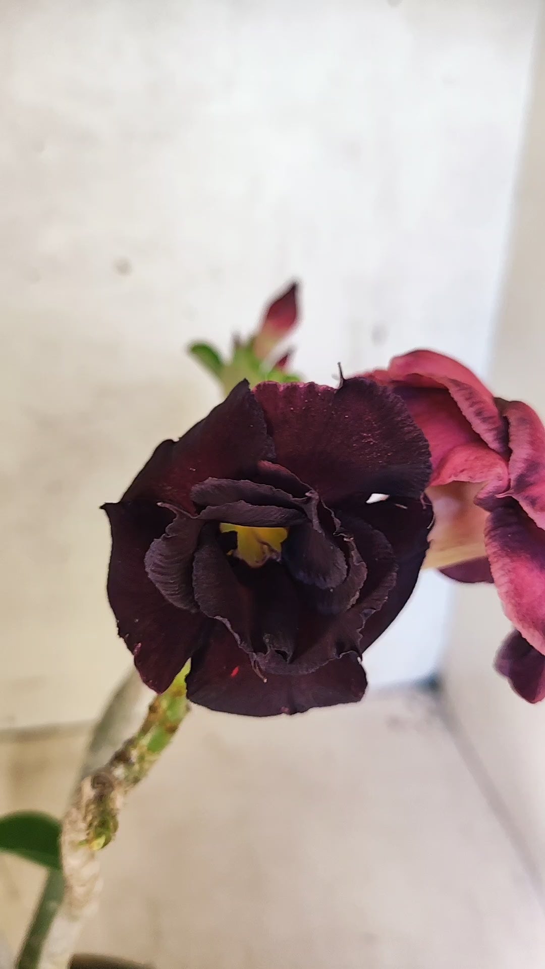 Planta Dobrada 3892 – 35cm – 03 anos