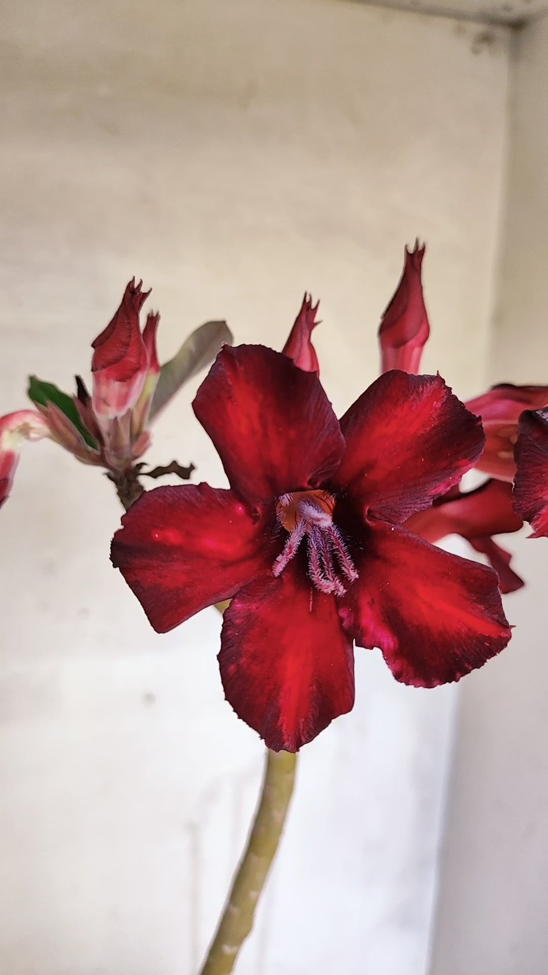 Planta Simples 3606 – 30cm – 02 anos