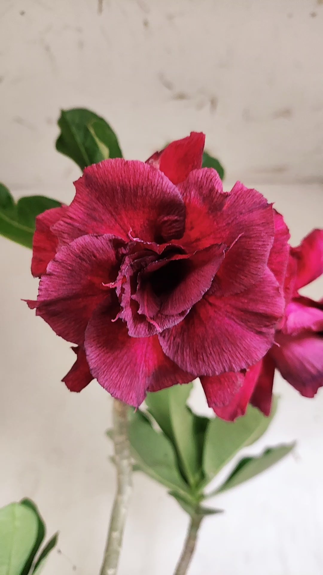 Planta Dobrada 4088 –  45cm – 03 anos - Vaso 17