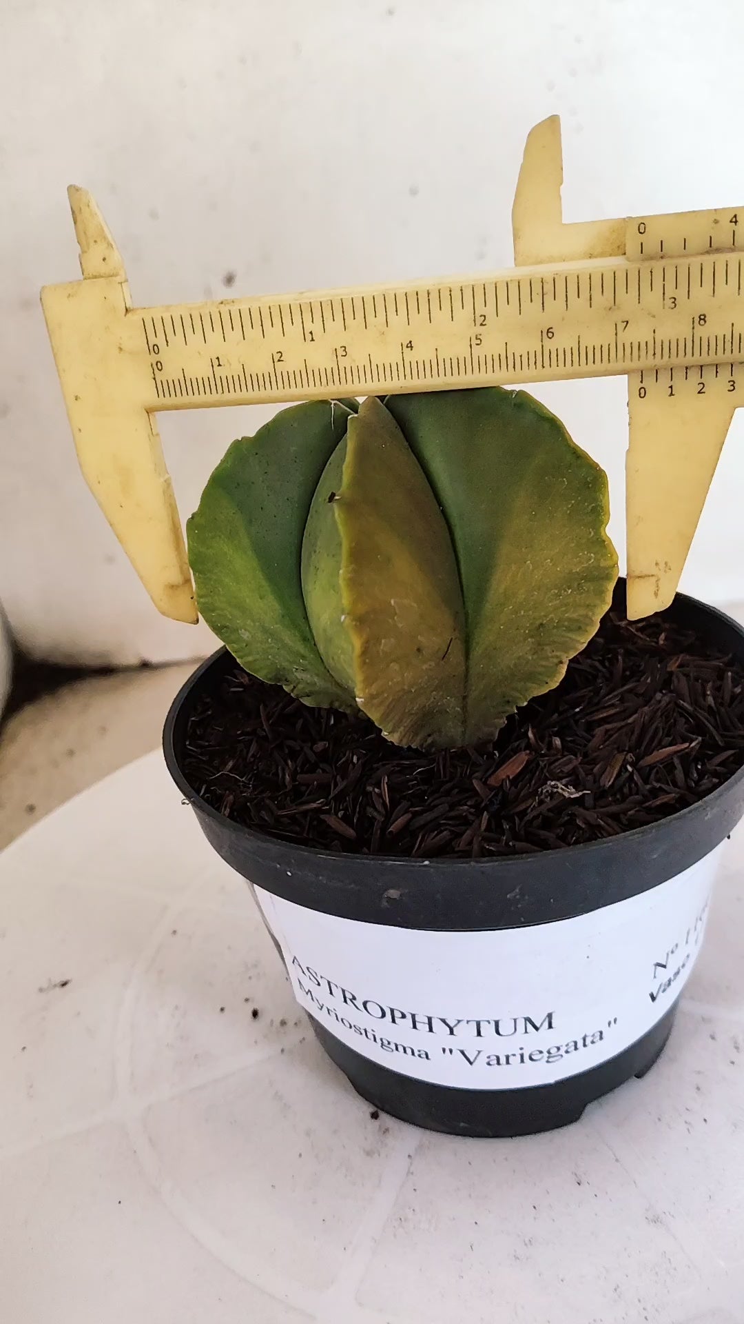ASTROPHYTUM MYRIOSTIGMA "Variegata"  Nº 1160 – vaso 11