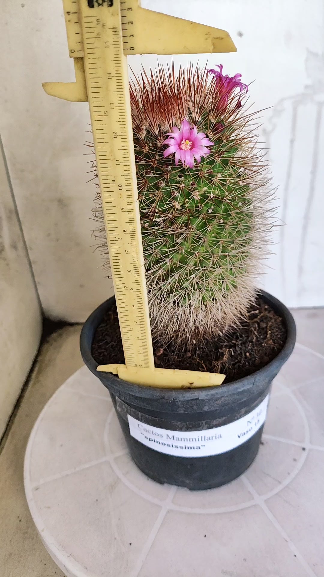 Matriz Cacto Mammillaria "spinosissima" Nº 30 - vaso 15