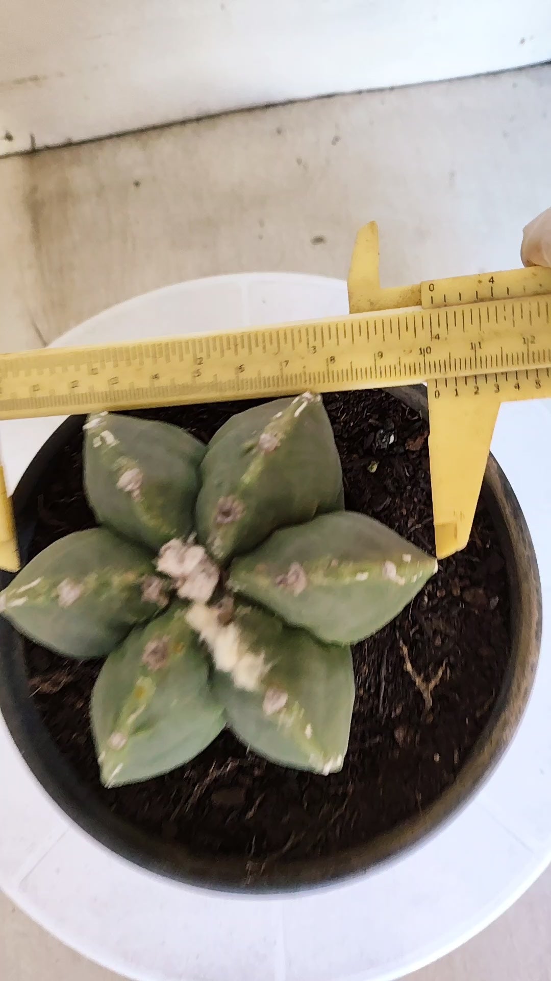 ASTROPHYTUM MYRIOSTIGMA "Multicostatum - 6 quinas "  Nº 1012 – vaso 15