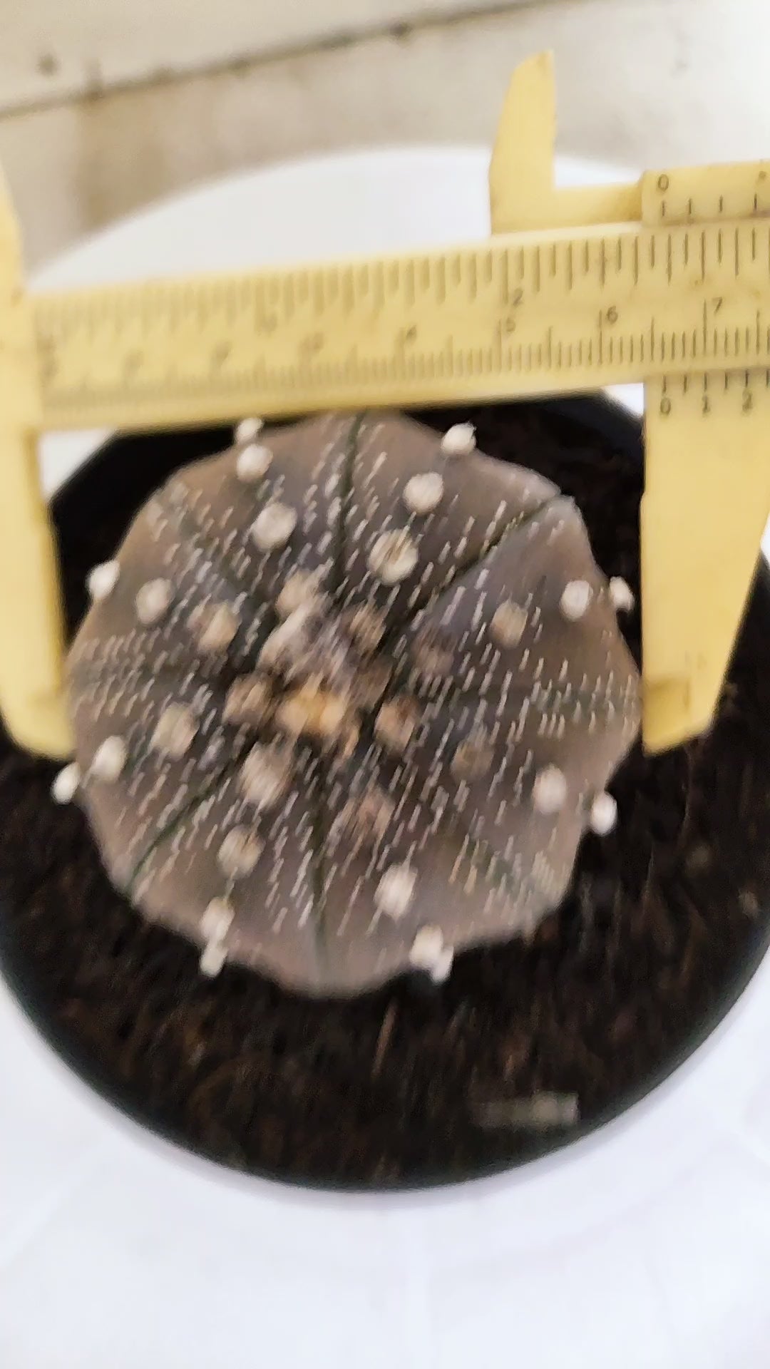 ASTROPHYTUM ASTERIAS "STAR SHAPE - Purple"   Nº 1140 – vaso 11