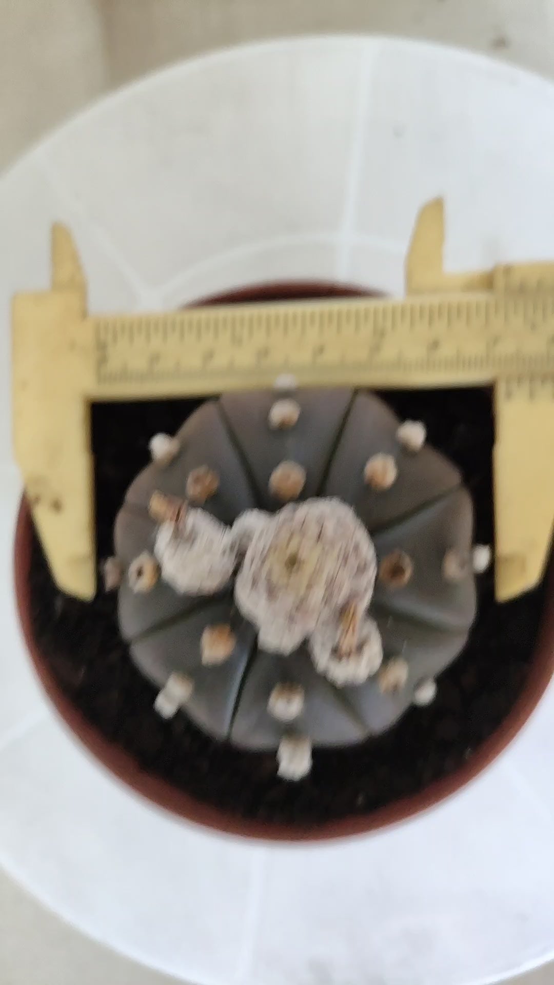 ASTROPHYTUM ASTERIAS Purple "STAR SHAPE" Nº 1256 – vaso 11