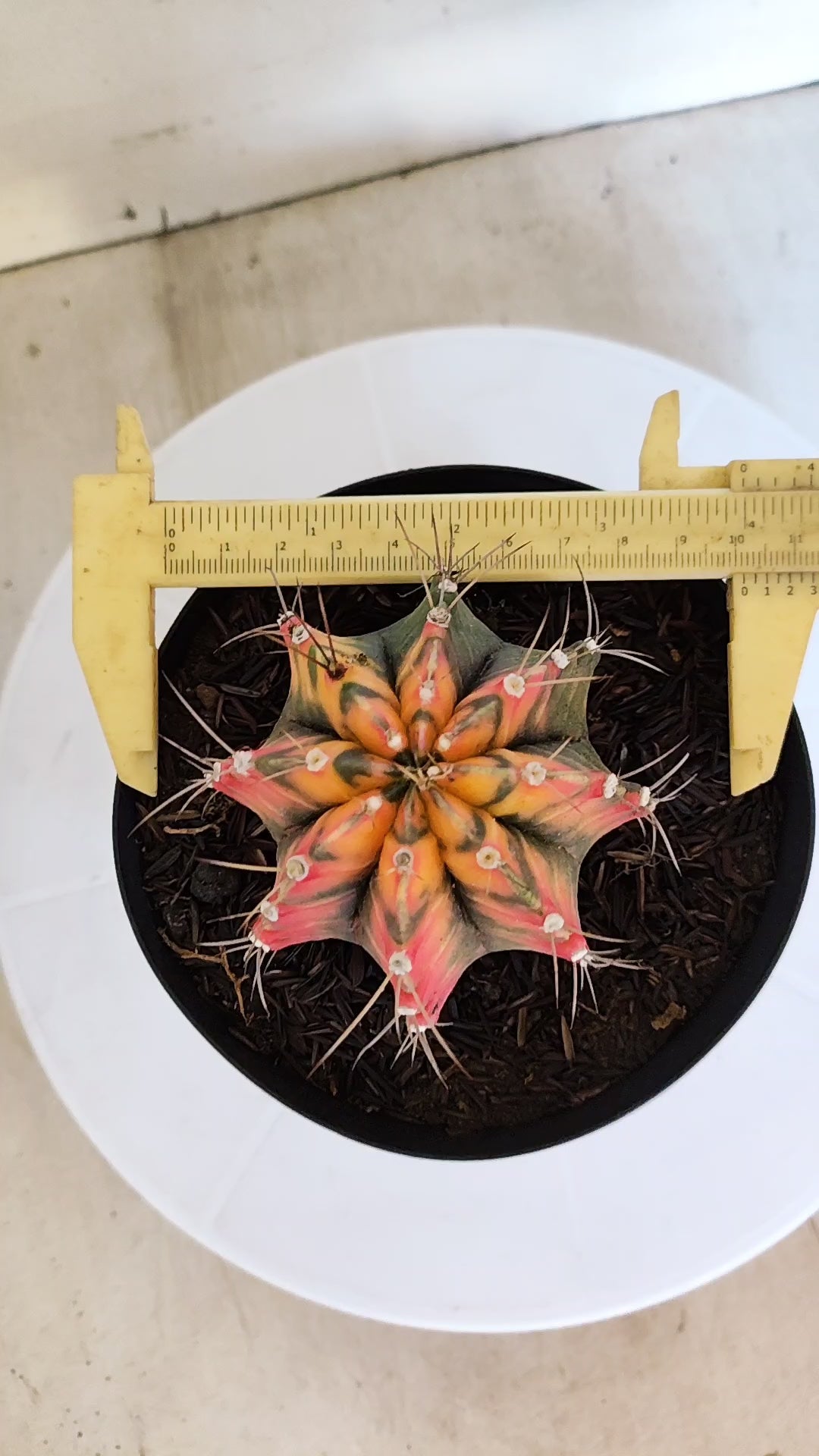 Matriz GYMNOCALYCIUM Mihanovichii "Variegata" Nº 28 – vaso 15
