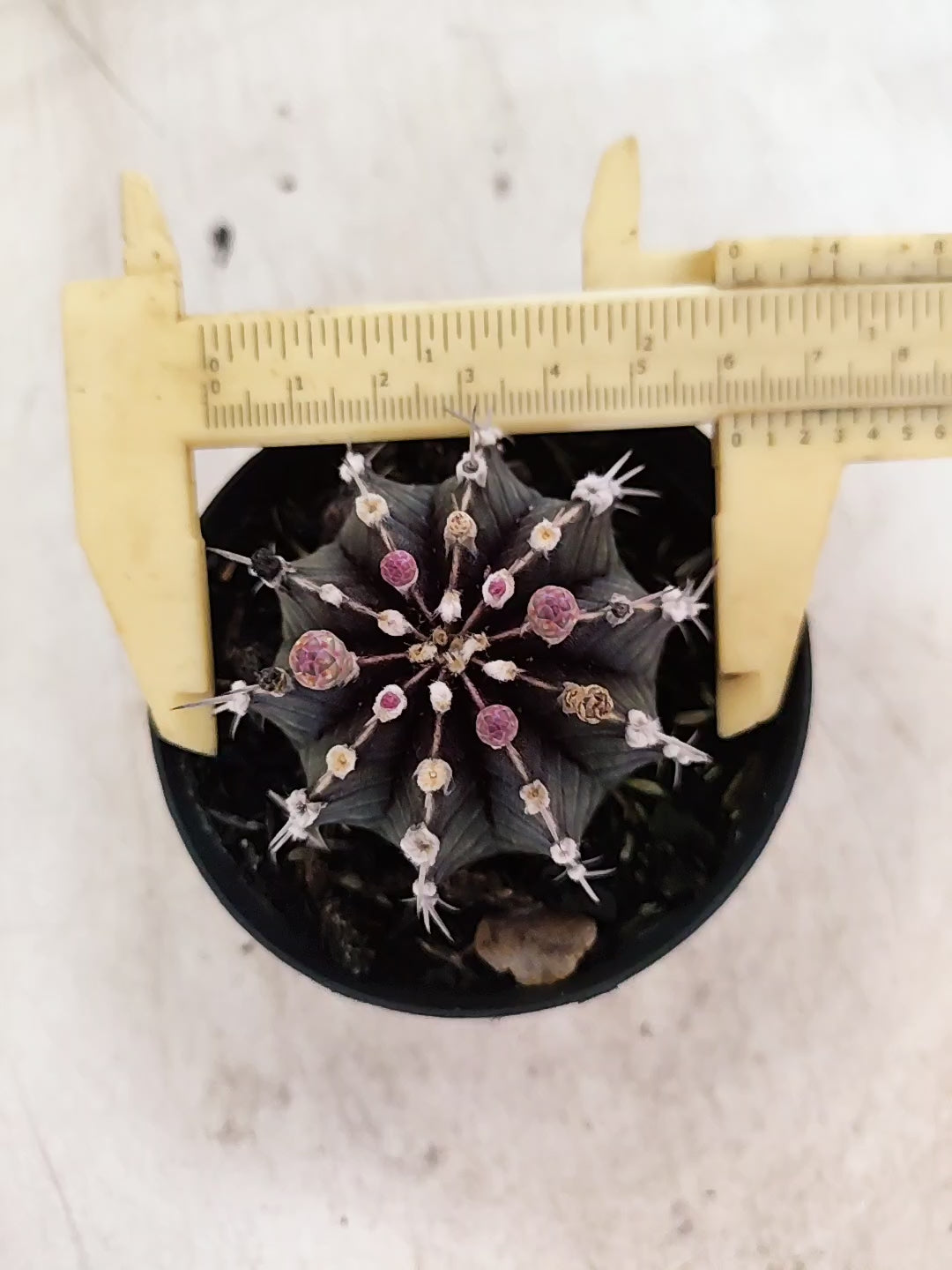 GYMNOCALYCIUM Friedrichii LB 2178 - Nº 623 – vaso 09