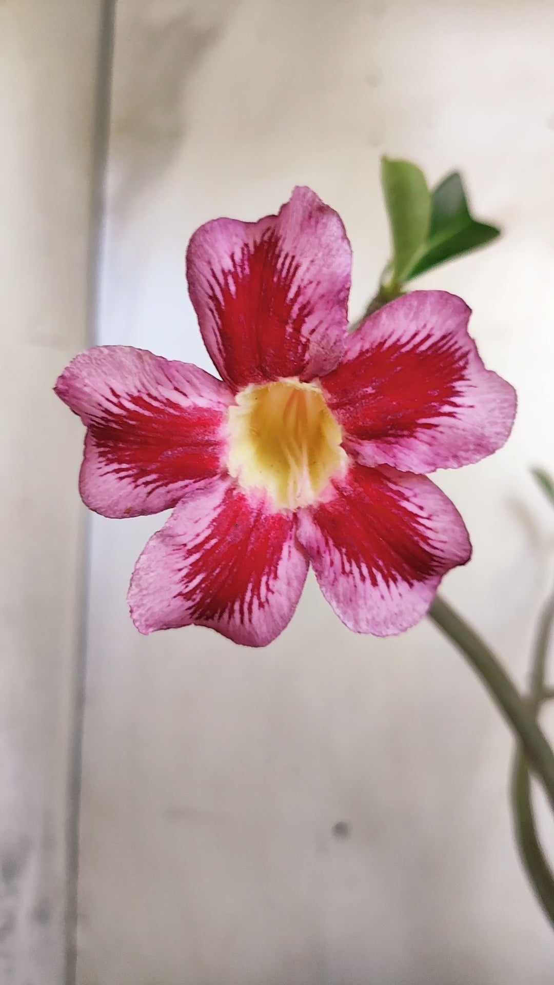 Planta Simples 3617 – 30cm – 02 anos