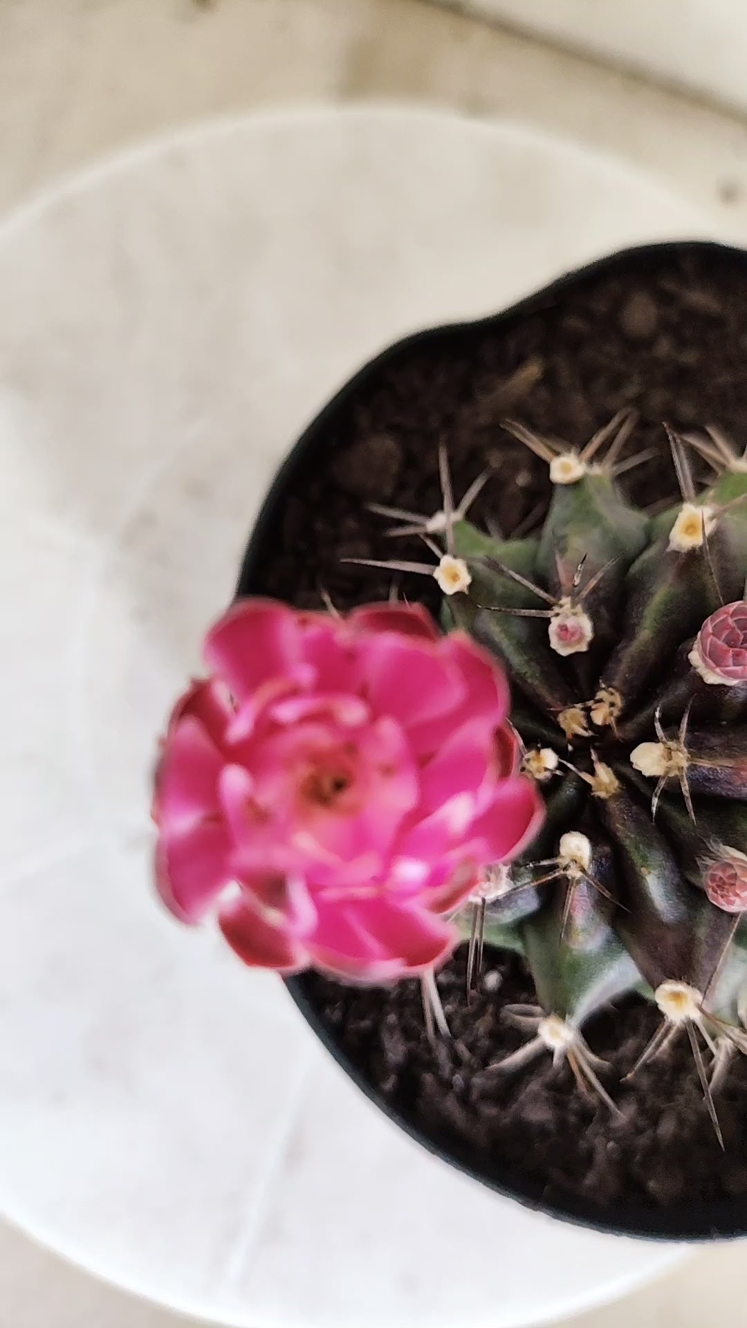 Matriz GYMNOCALYCIUM Mihanovichii Variegata "Bicéfalo" Nº 801 – vaso 15