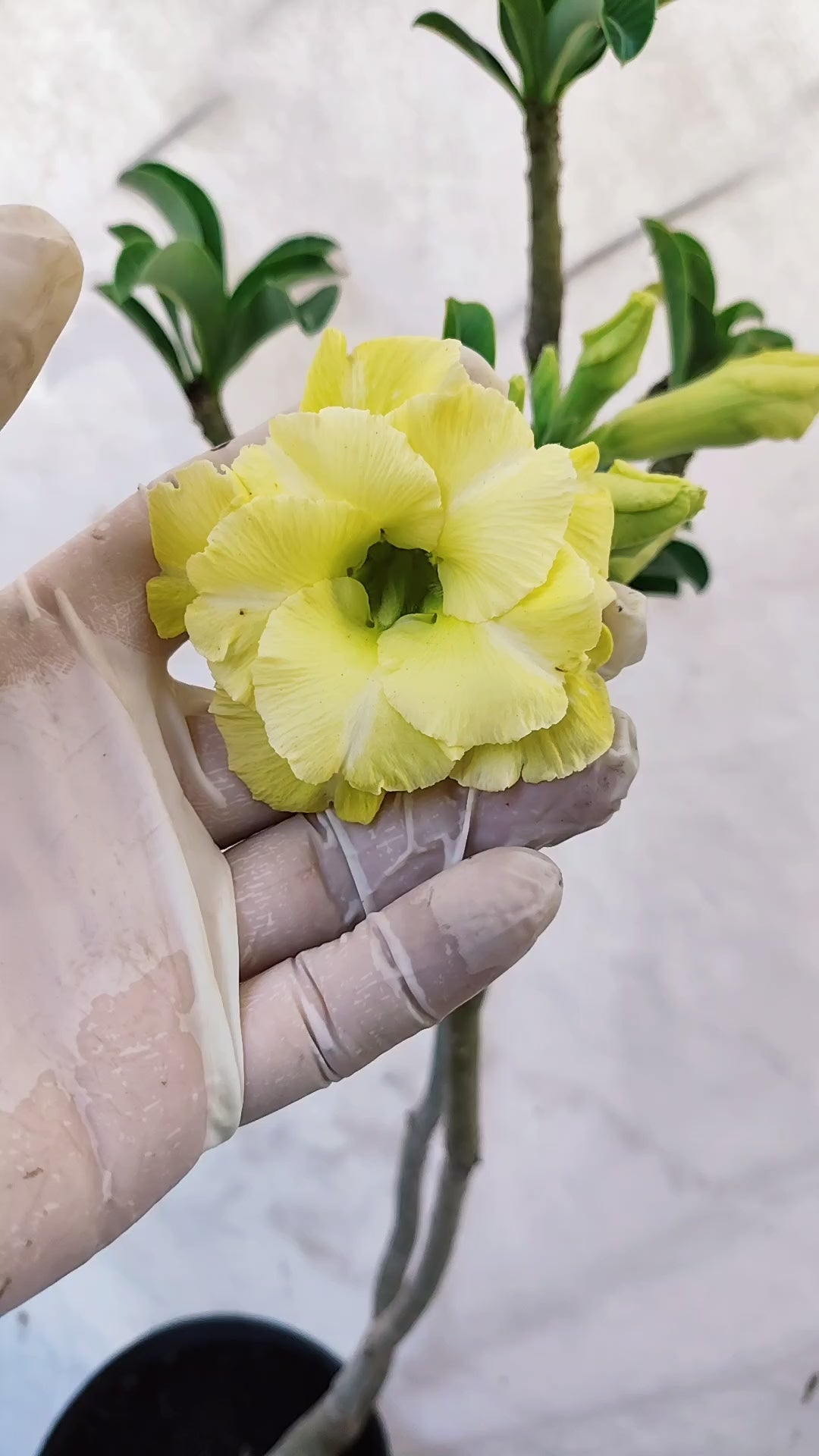 MATRIZ Planta Dobrada 221 –  65cm – 03 anos - Vaso 17