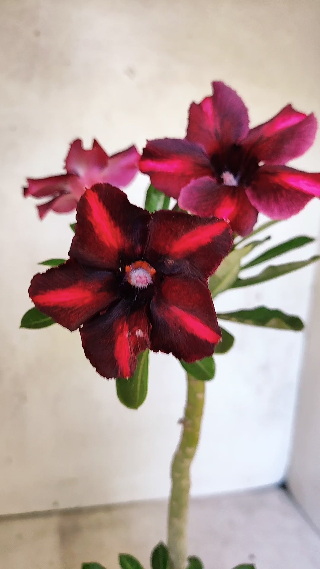 Planta Simples 3512 – 35cm – 03 anos