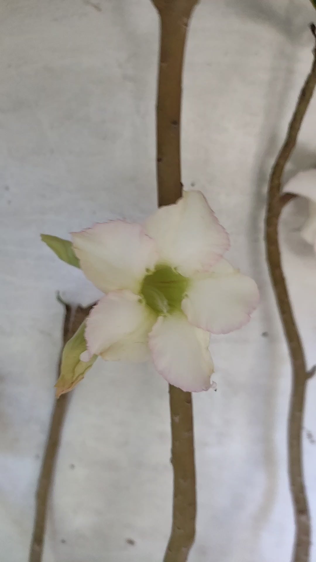 Planta Simples 3522 – 60cm – 04 anos