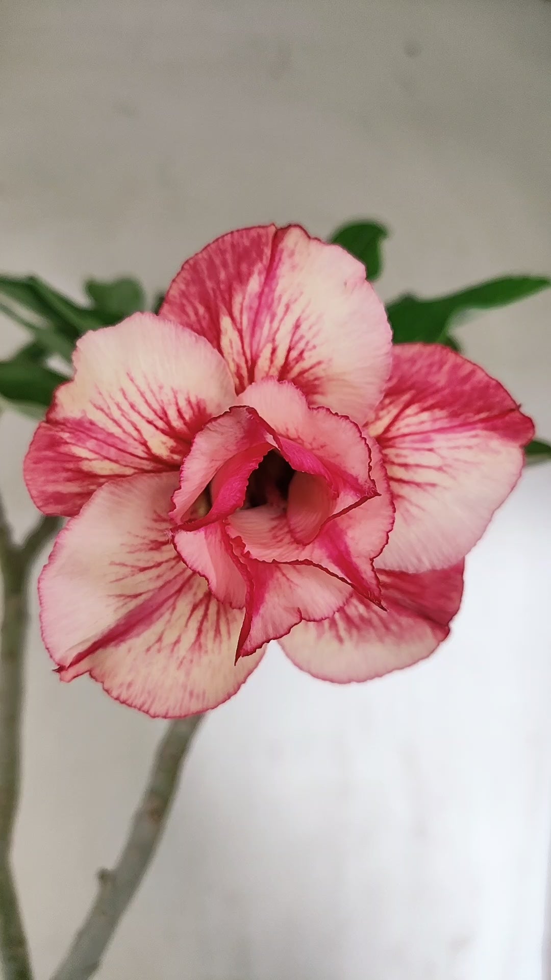 Planta Dobrada 4050 – 35cm – 03 anos - Vaso 15