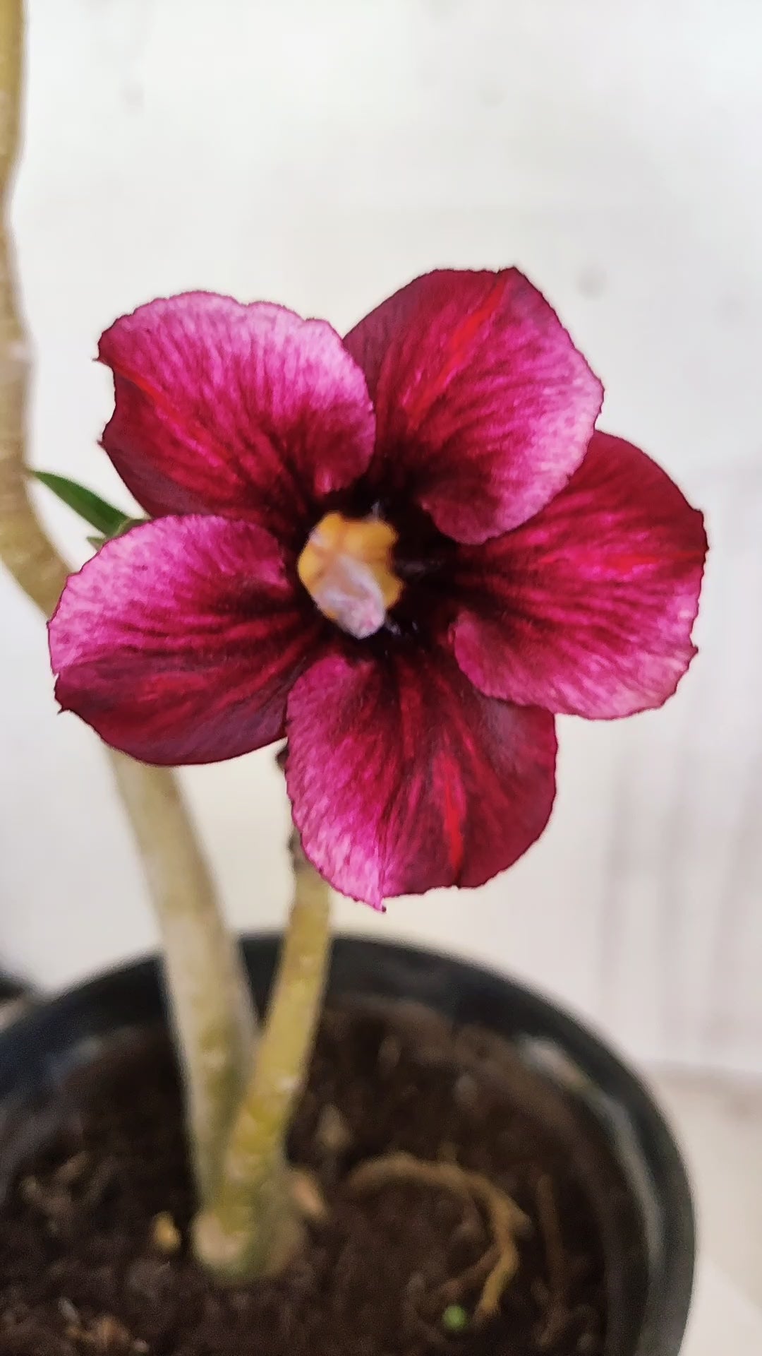 Planta Simples 3604 – 30cm – 02 anos