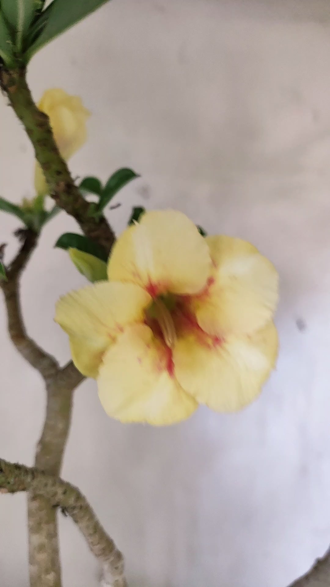 Planta Simples 3651 – 40cm – 03 anos - vaso 15