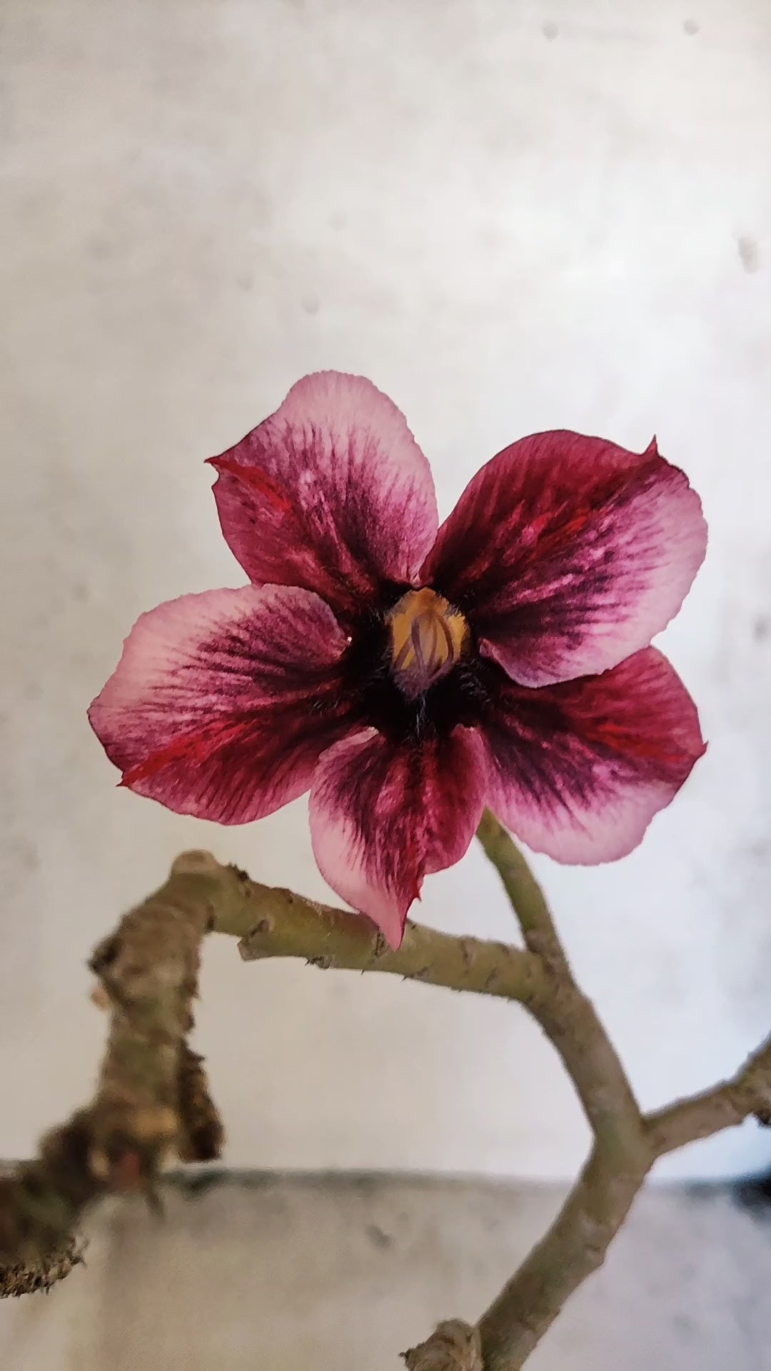 Planta Simples 3574 – 30cm – 02 anos