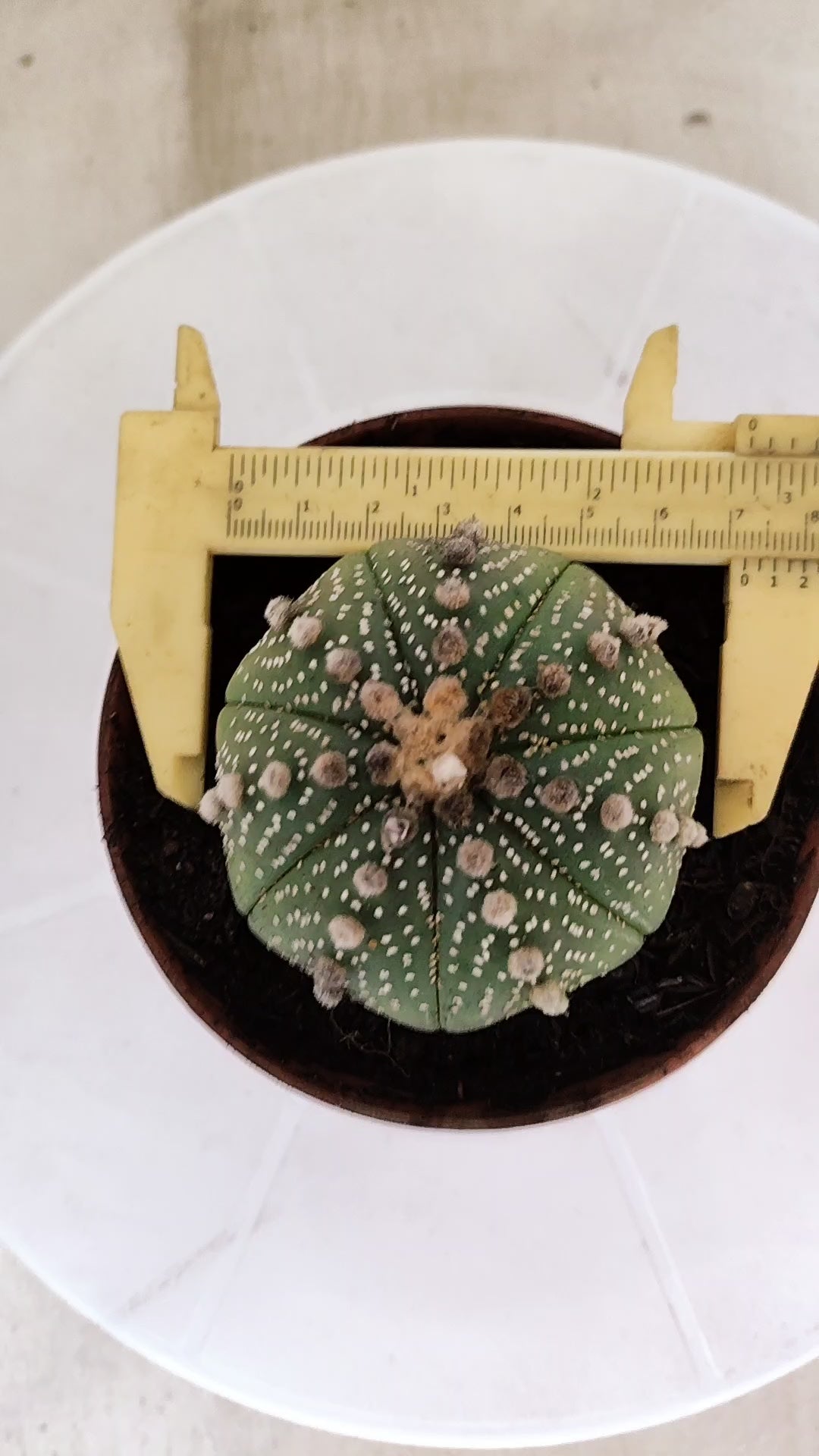 ASTROPHYTUM ASTERIAS   Nº 1062 – vaso 11