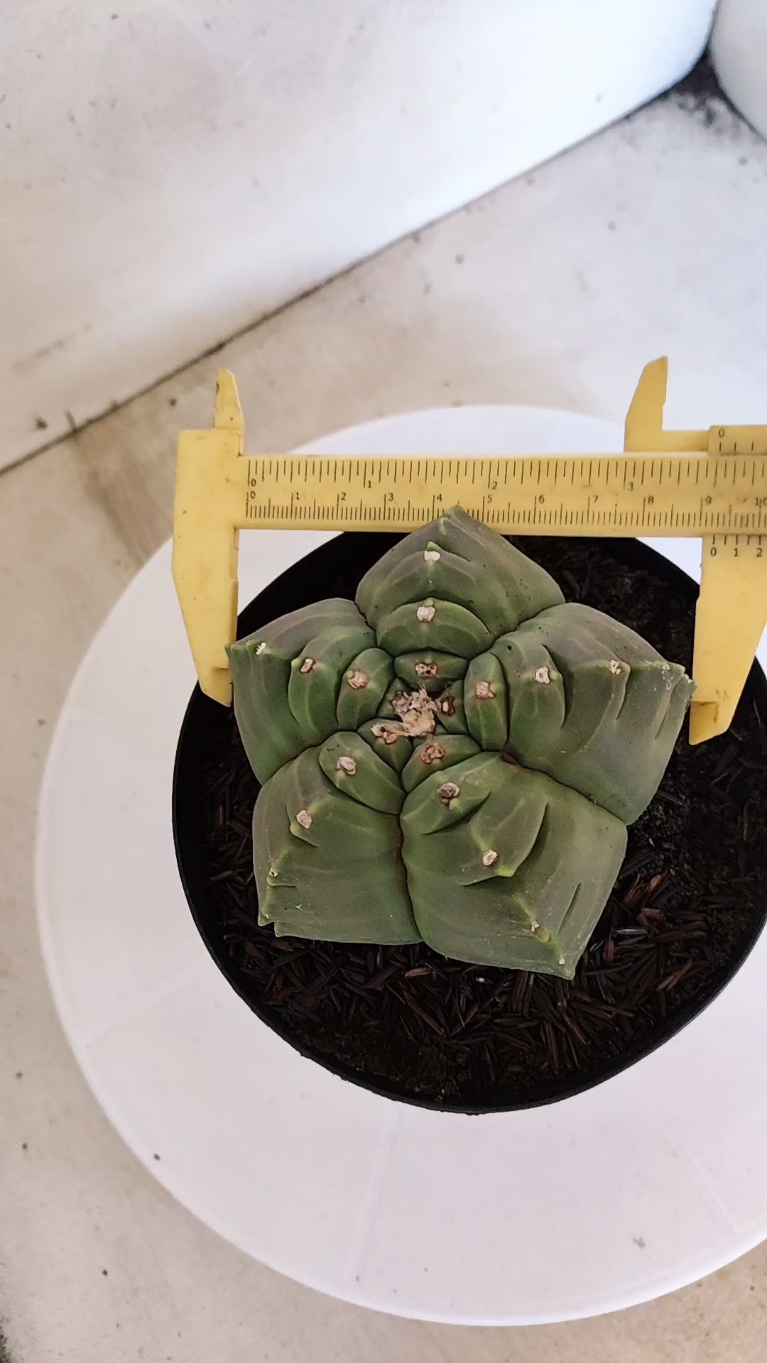 MATRIZ ASTROPHYTUM cv KIKKO   Nº 1121 – vaso 15
