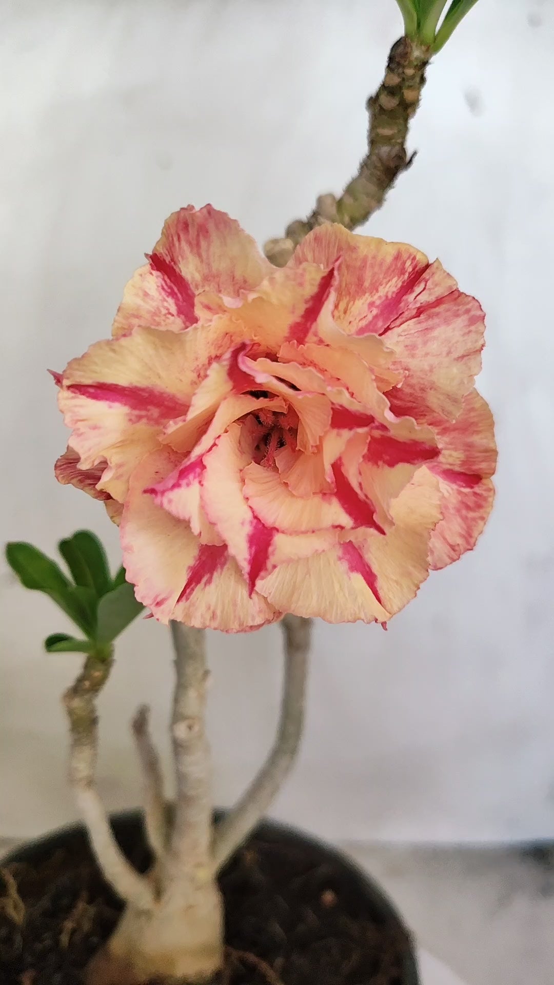 Planta Dobrada 3991 – 30cm – 02 anos