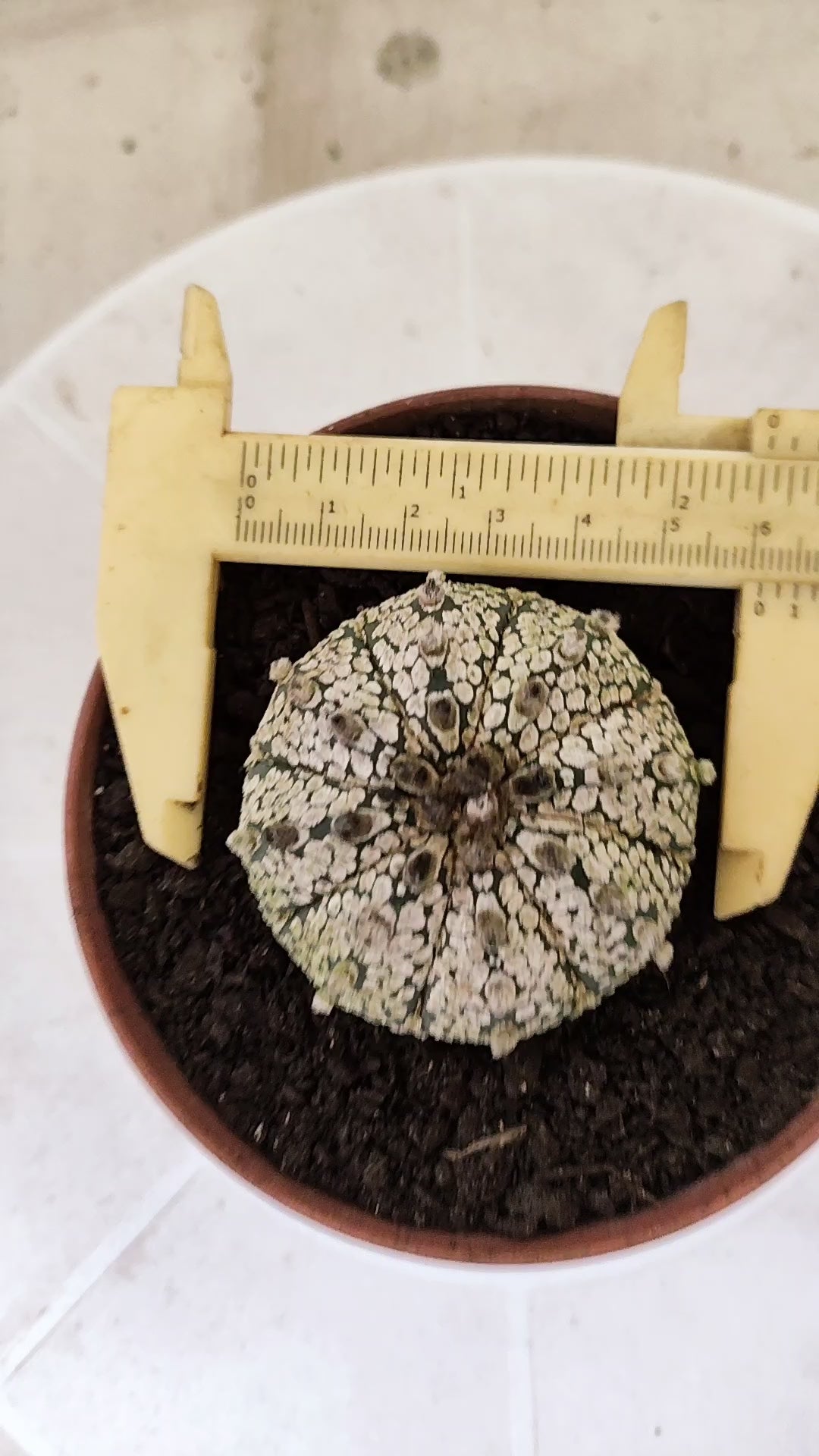 ASTROPHYTUM ASTERIAS SUPER KABUTO  Nº 1813 - vaso 11