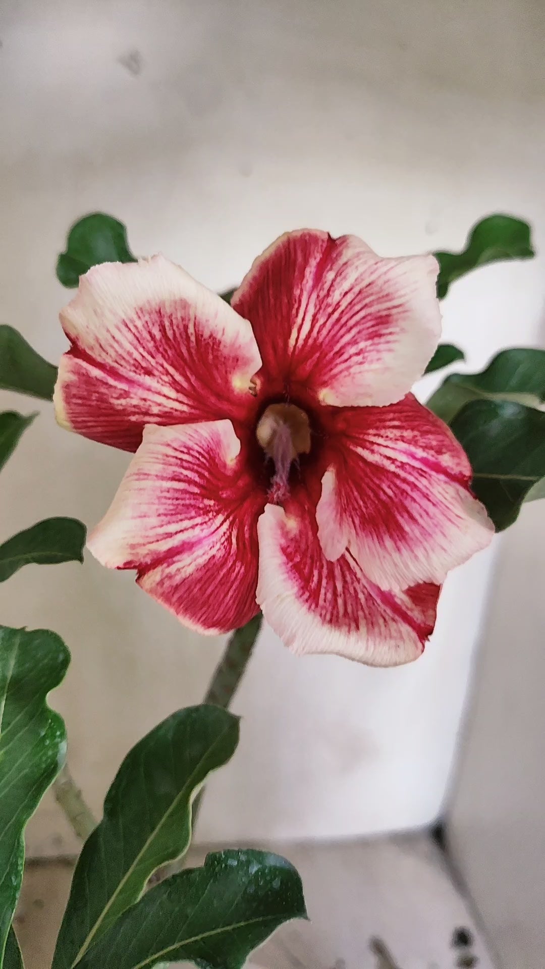 Planta Simples 3683 – 30cm – 02 anos - vaso 15