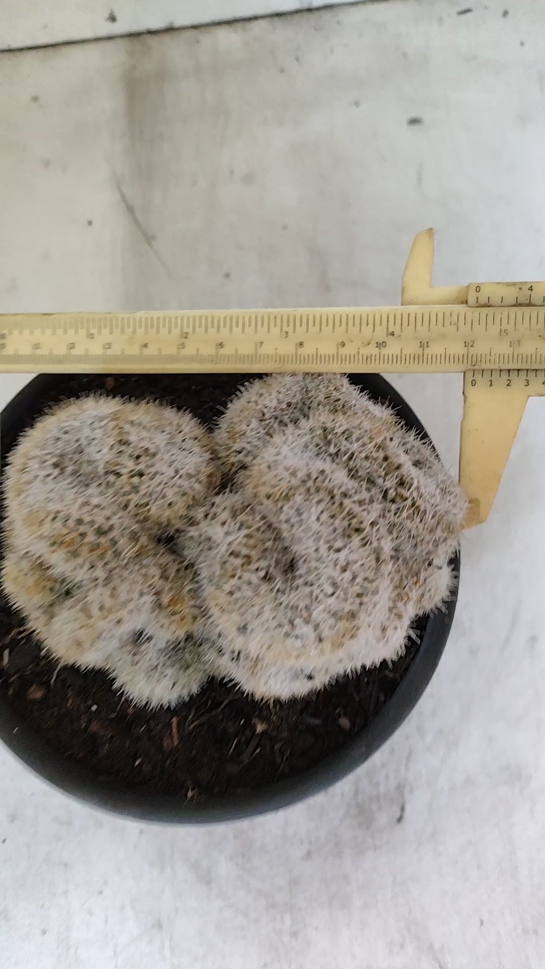 Cacto "CÉREBRO" Nº 96 – vaso 15