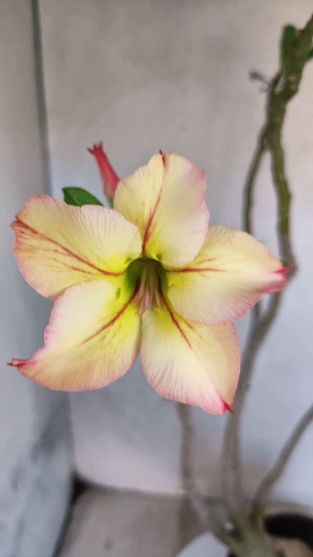 Planta Simples 3575  – 35cm – 03 anos
