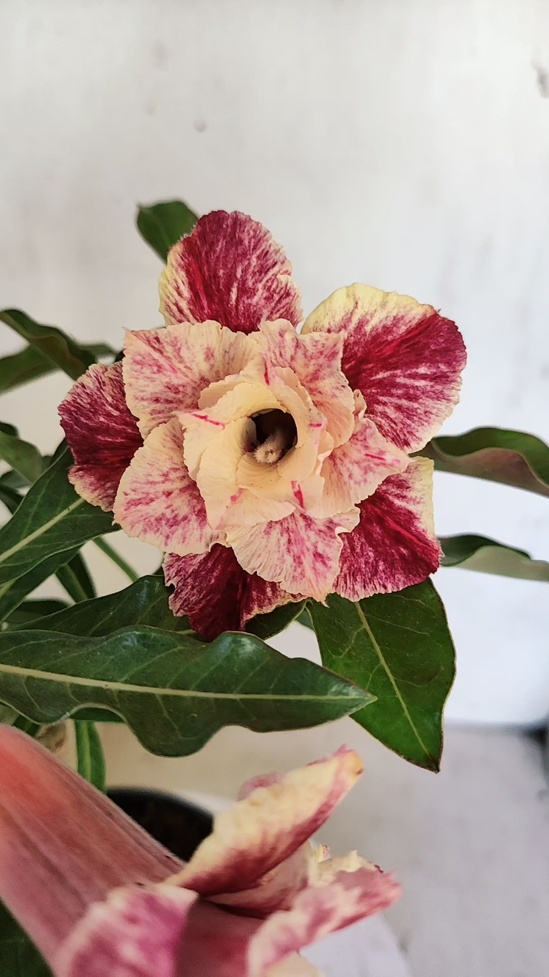 ENXERTO 12869 – 30cm (cor LM 906)