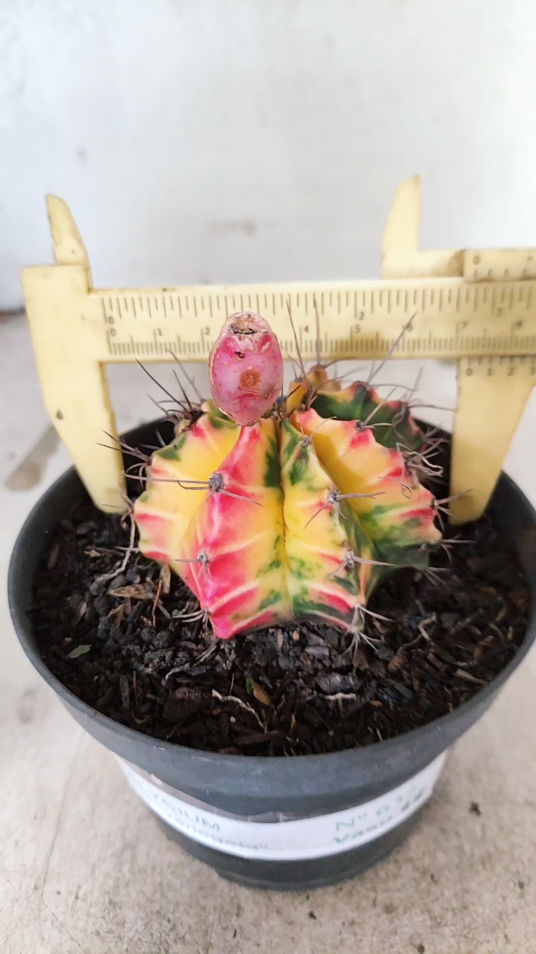 GYMNOCALYCIUM Mihanovichii Nº 632 – vaso 11