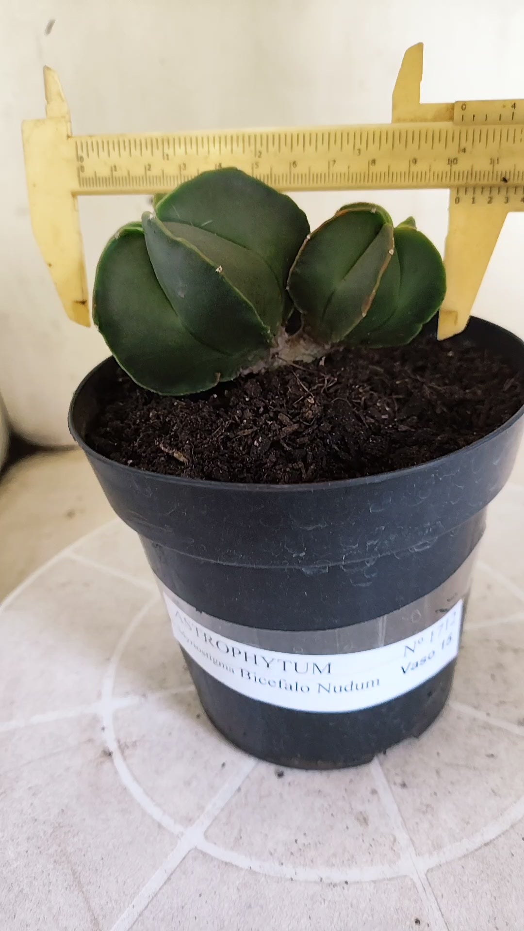 ASTROPHYTUM MYRIOSTIGMA "BICÉFALO" Nº 1712 – vaso 15