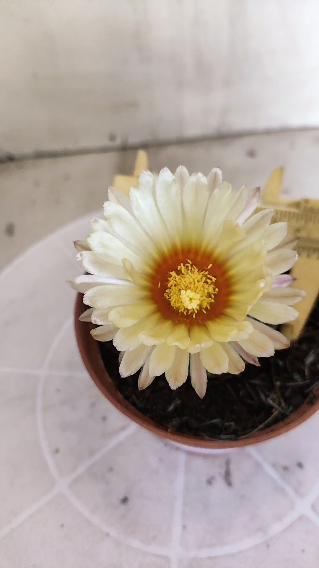 ASTROPHYTUM ASTÉRIAS  Nº 1411 – vaso 11